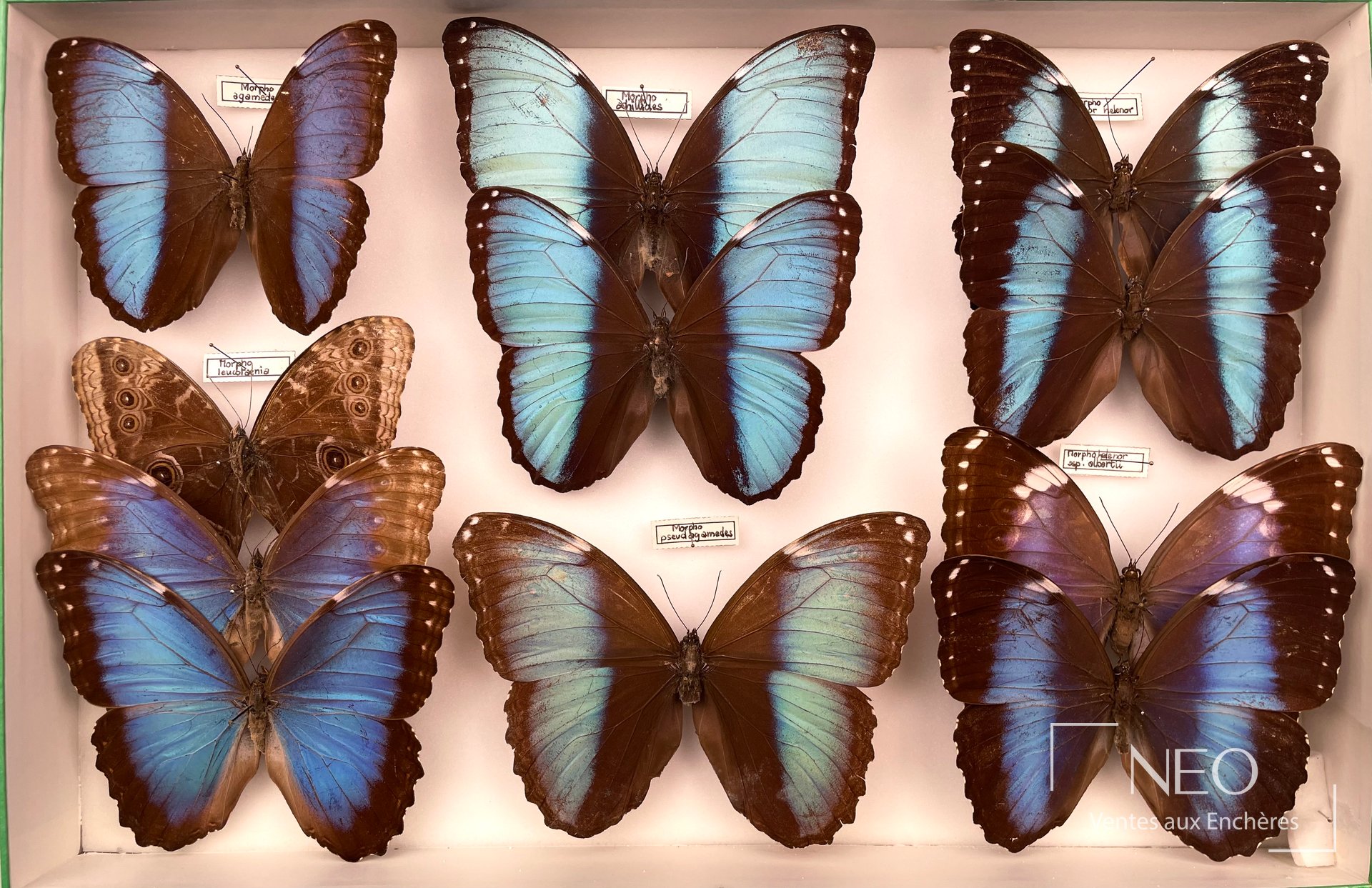 Ensemble de papillons morphos naturalisés en cinq boîtes