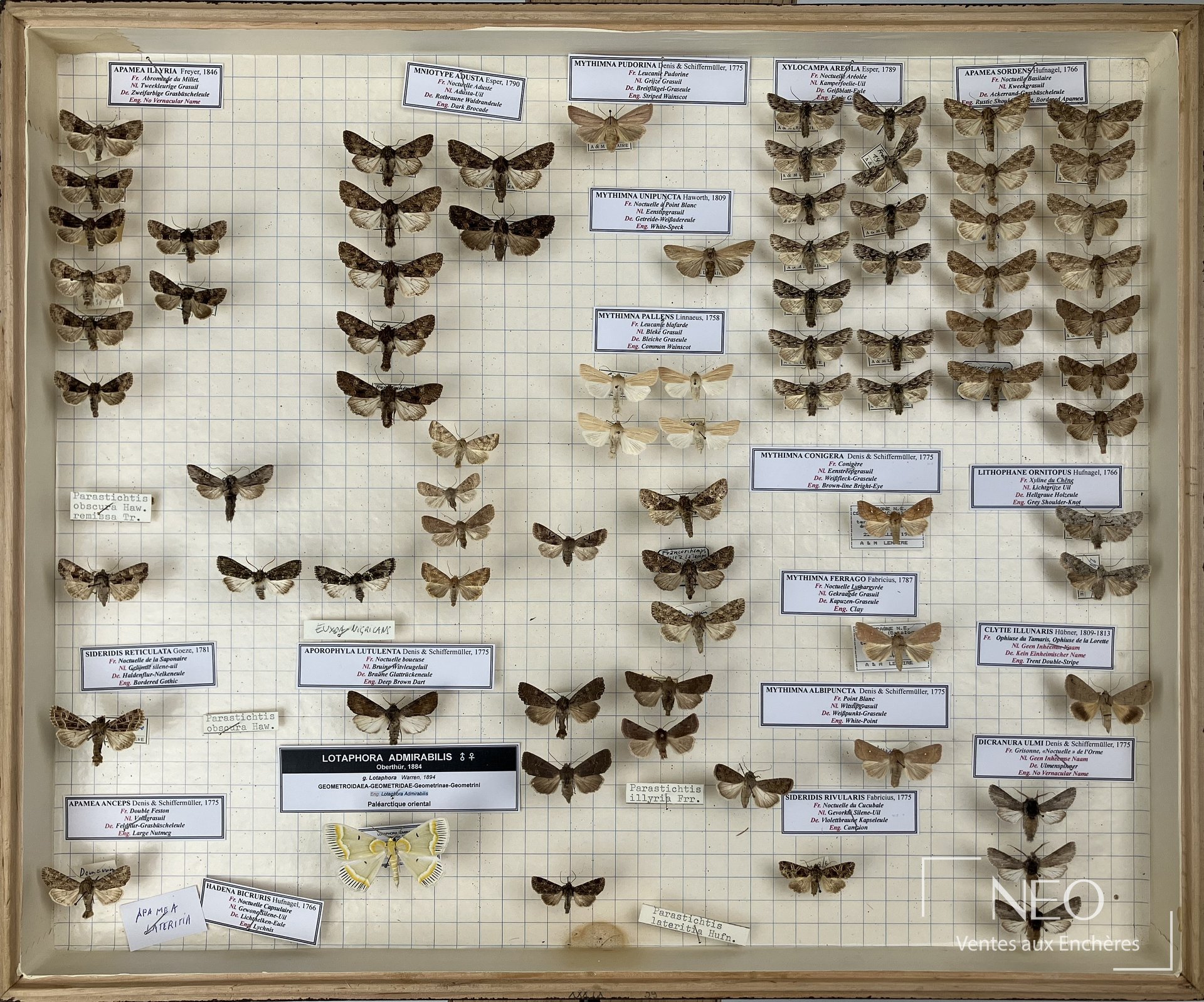 Noctuidae paléarctiques divers, 5 boîtes d’entomologie