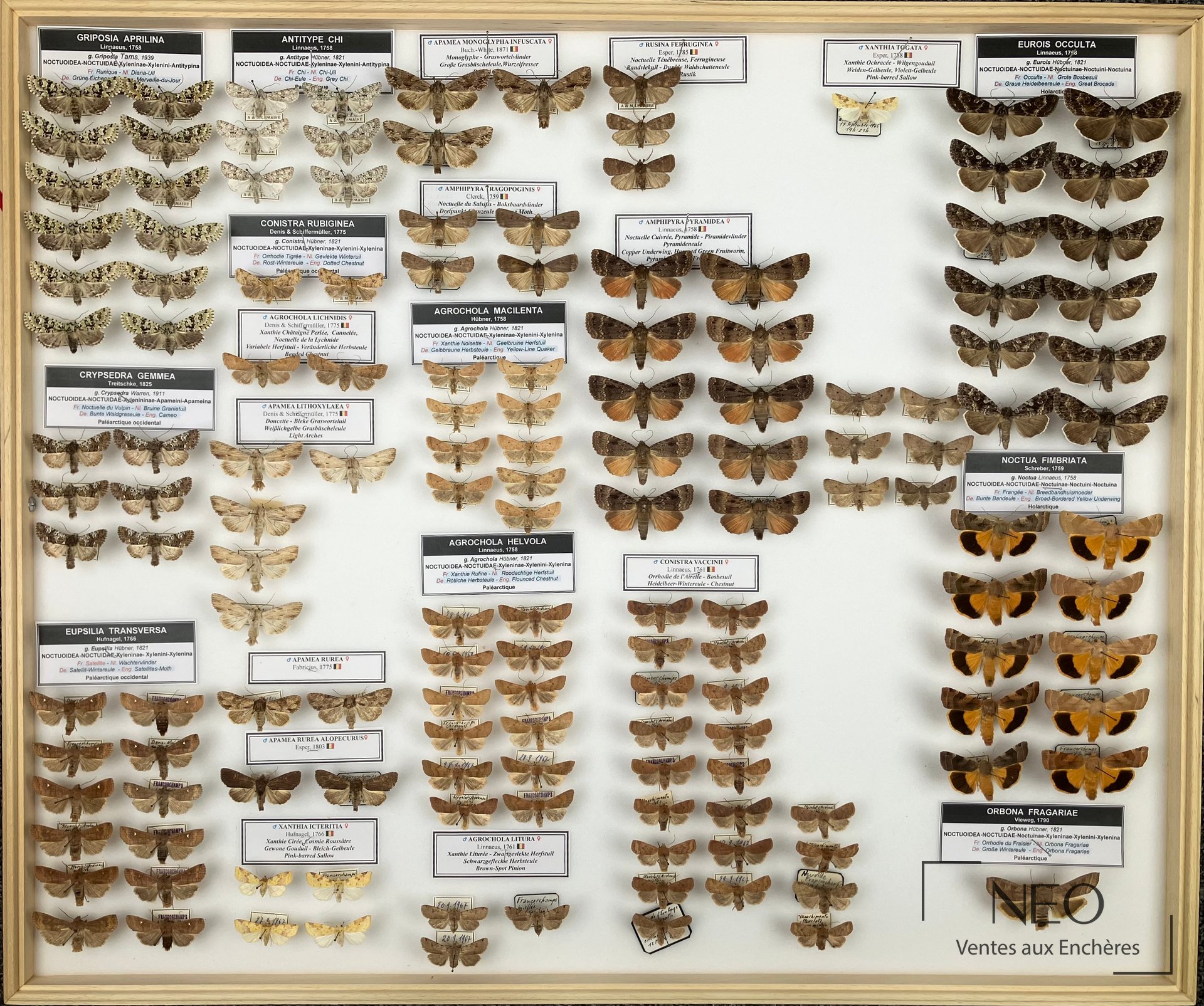 Noctuidae paléarctiques divers, 4 boites 50 x 60