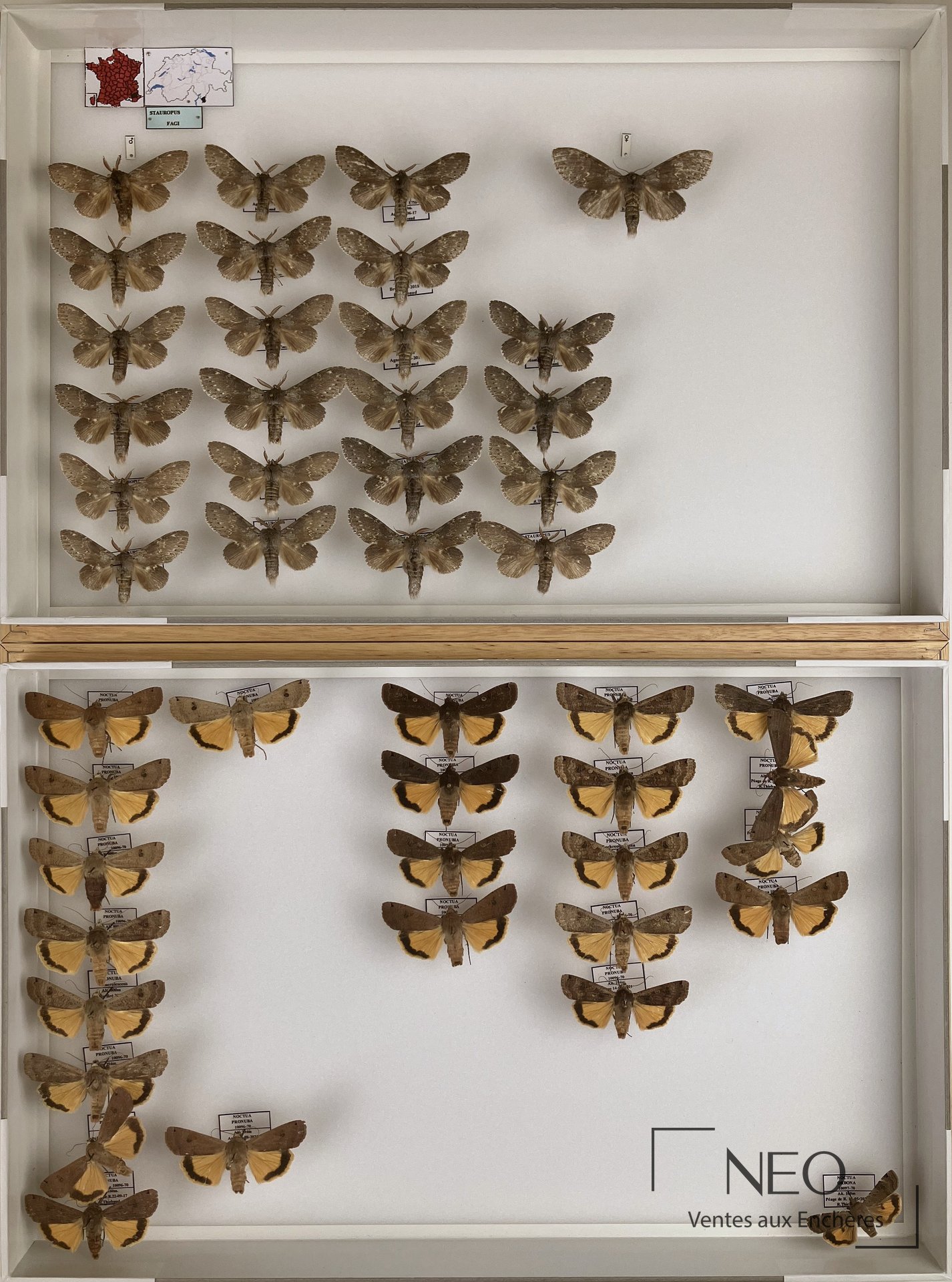 Notodontidae et Noctuidae paléarctiques divers, 9 boîtes entomologiques