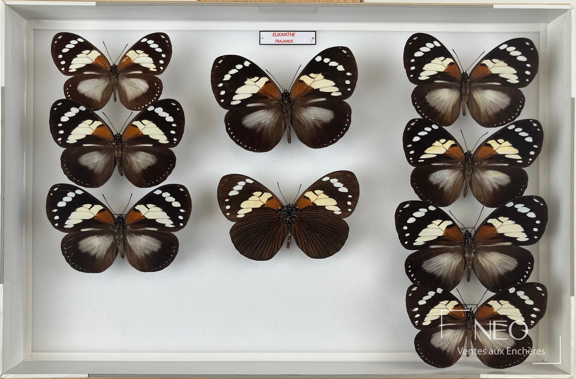 Nymphalidae africains, cinq boîtes d’entomologie