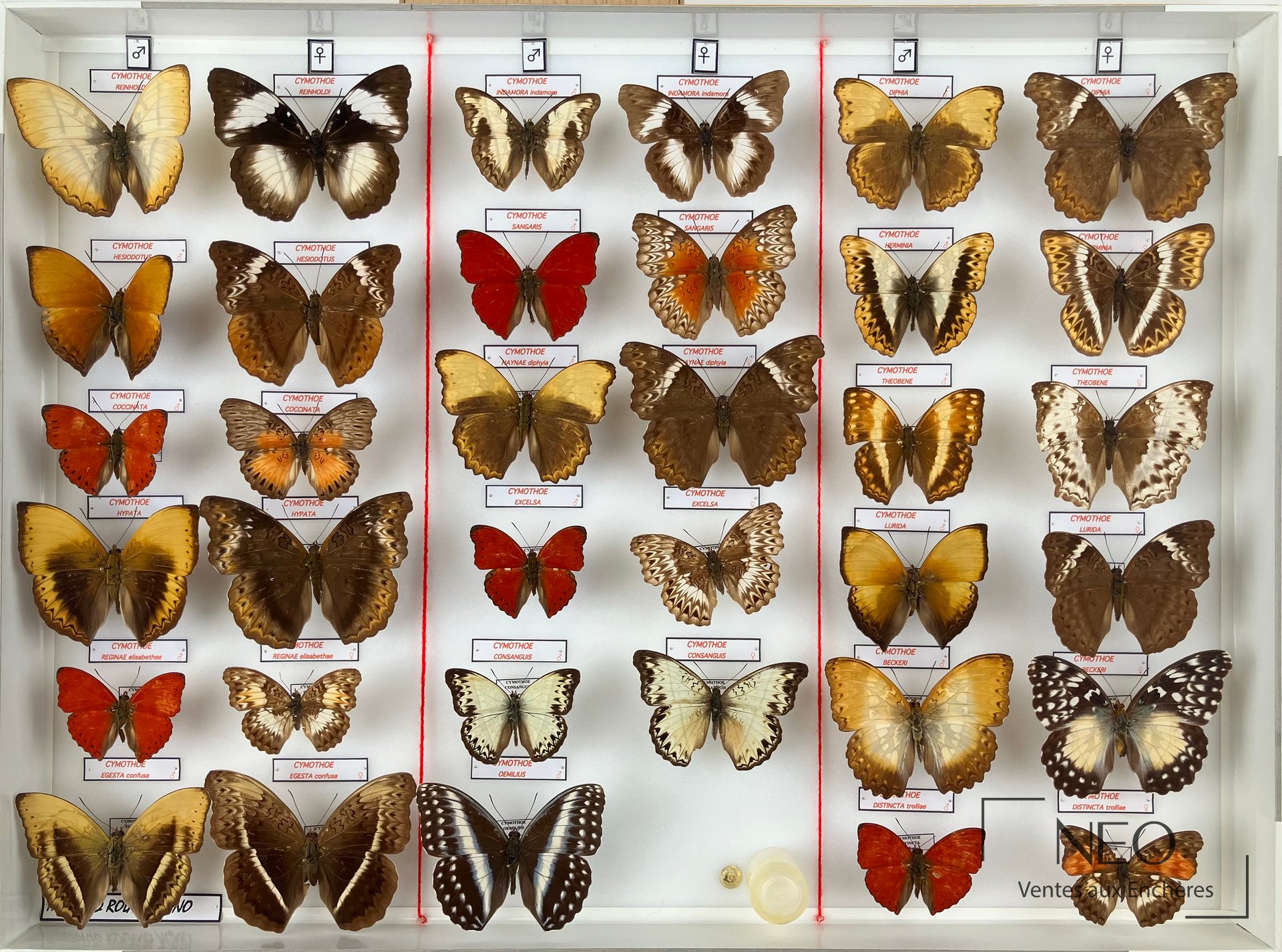 Nymphalidae africains, genres Euphaedra, Cymothoe, Salamis et Hypolimnas, trois boîtes
