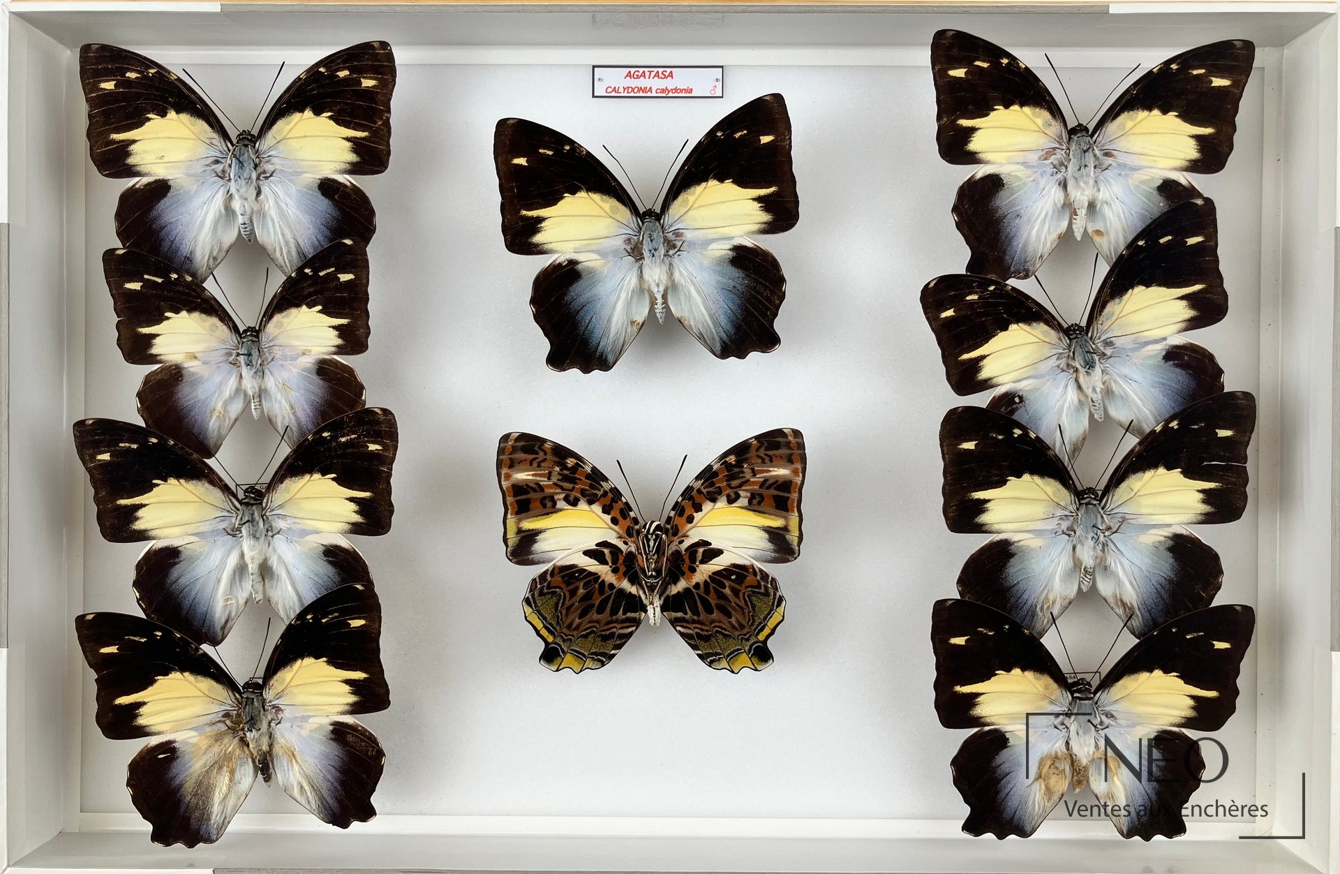 Nymphalidae asiatiques, Kallima inachus chinensis et divers, quatre boîtes entomologiques