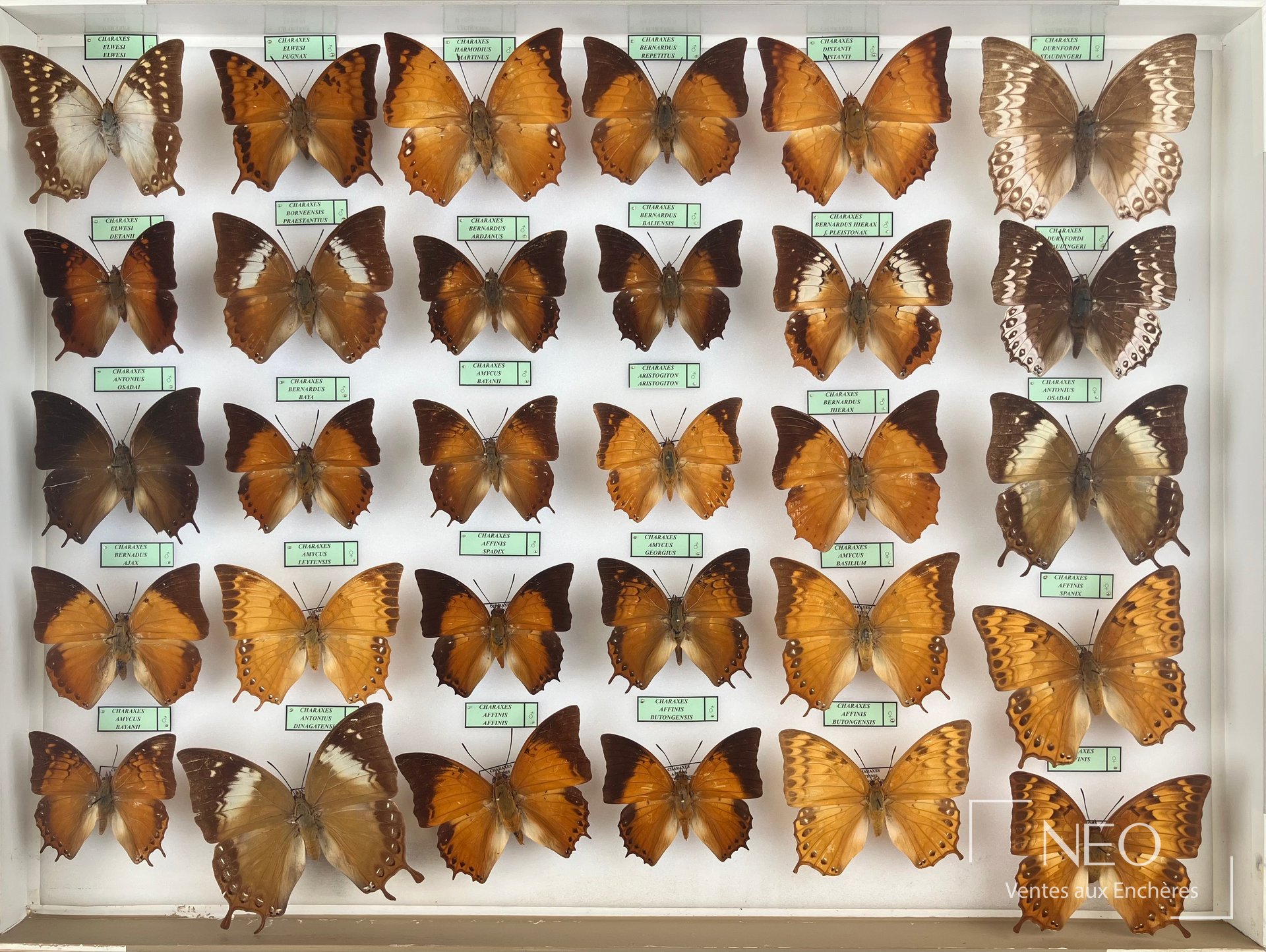Nymphalidae asiatiques, lot de boîtes entomologiques
