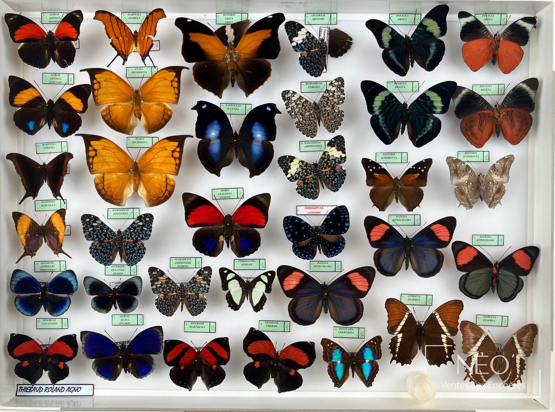 Nymphalidae néotropicaux en boîtes entomologiques, ensemble de papillons