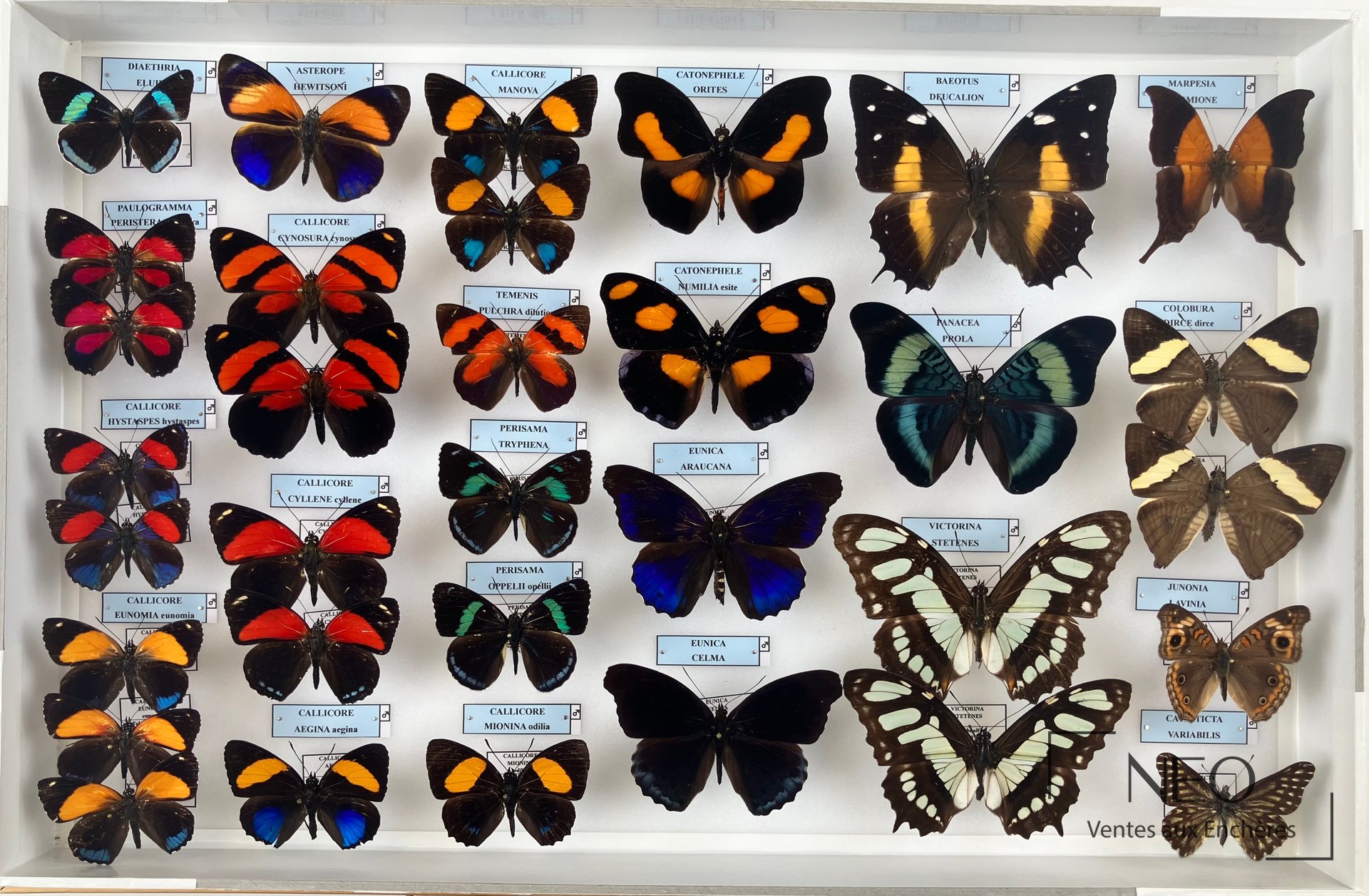 Nymphalidae néotropicaux, 4 boîtes d’entomologie 39 x 26