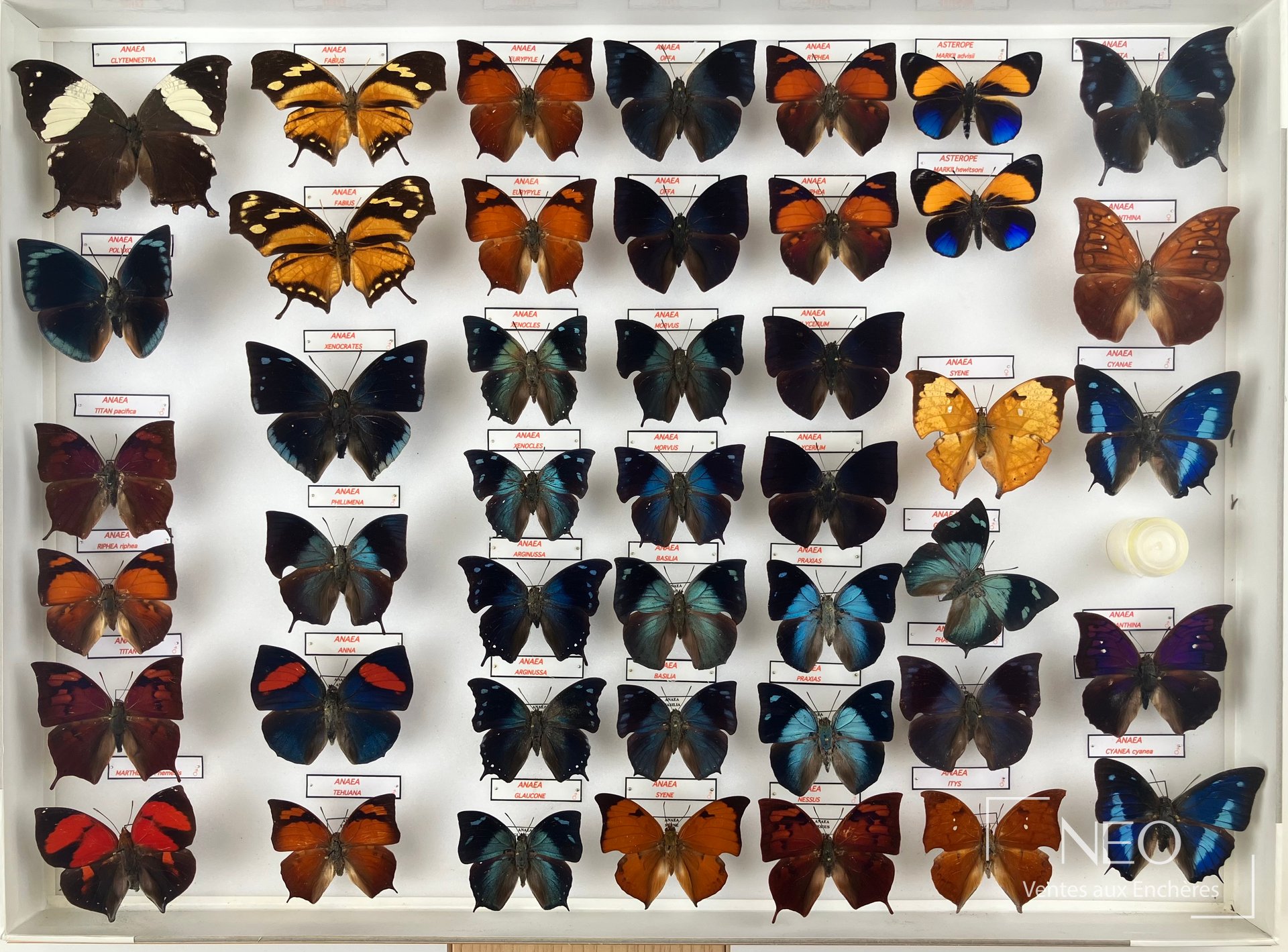 Nymphalidae néotropicaux en quatre boîtes, collection d’insectes