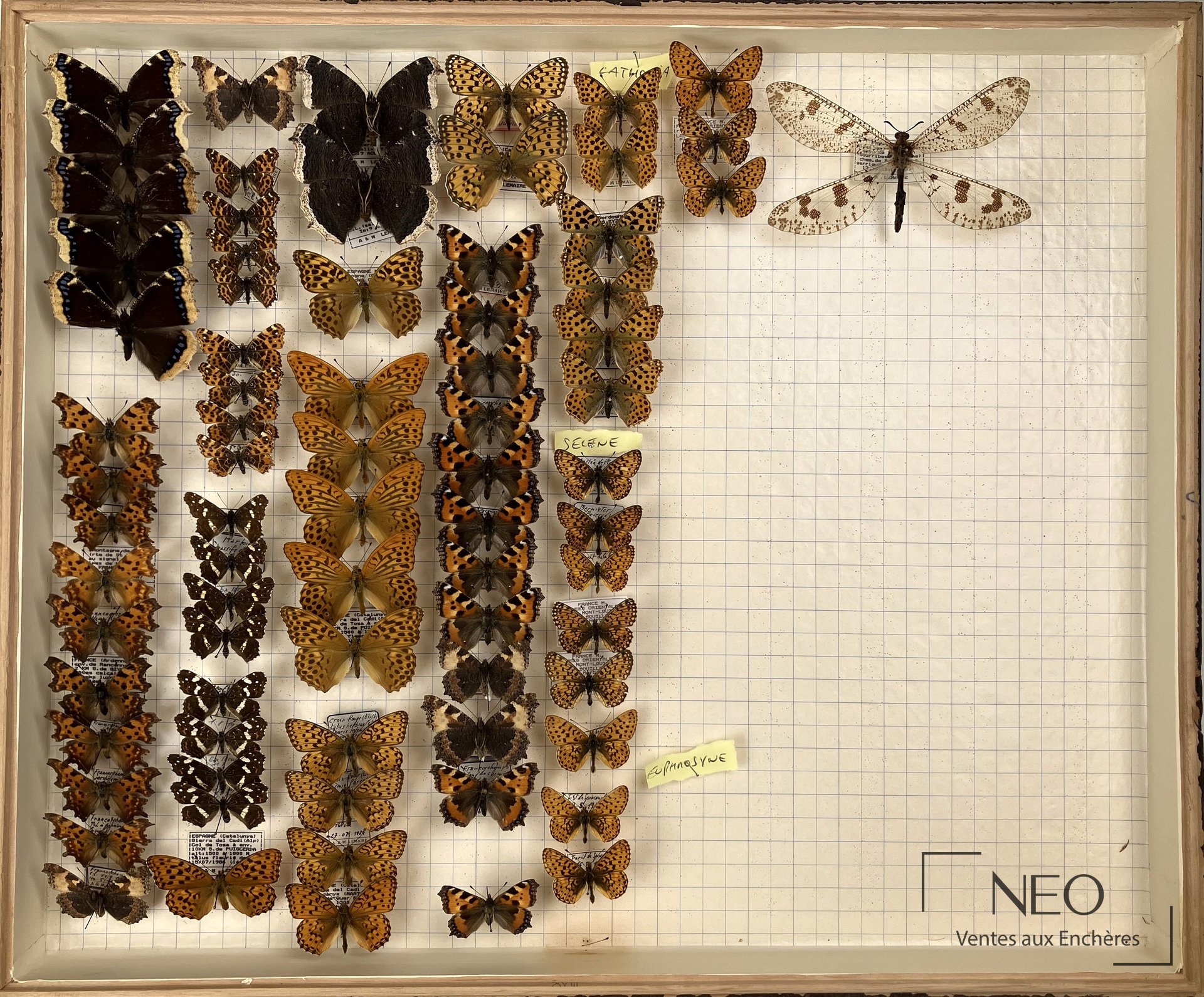 Nymphalidae paléarctiques divers, 3 boites entomologiques 51 x 42