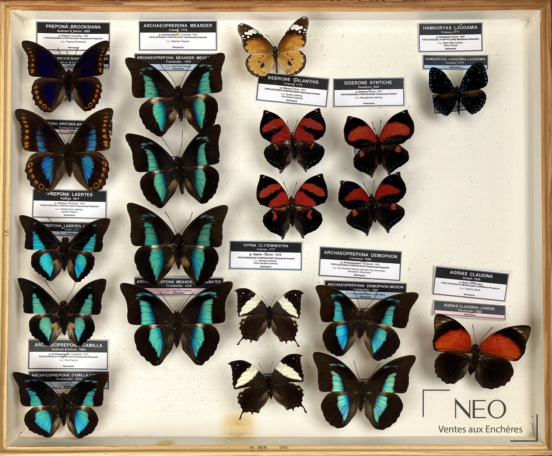 Deux boîtes entomologiques Nymphalidae dont Prepona brooksiana et divers