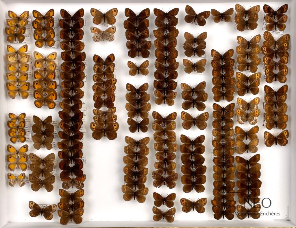 Deux boîtes de papillons naturalisés présentées sous verre