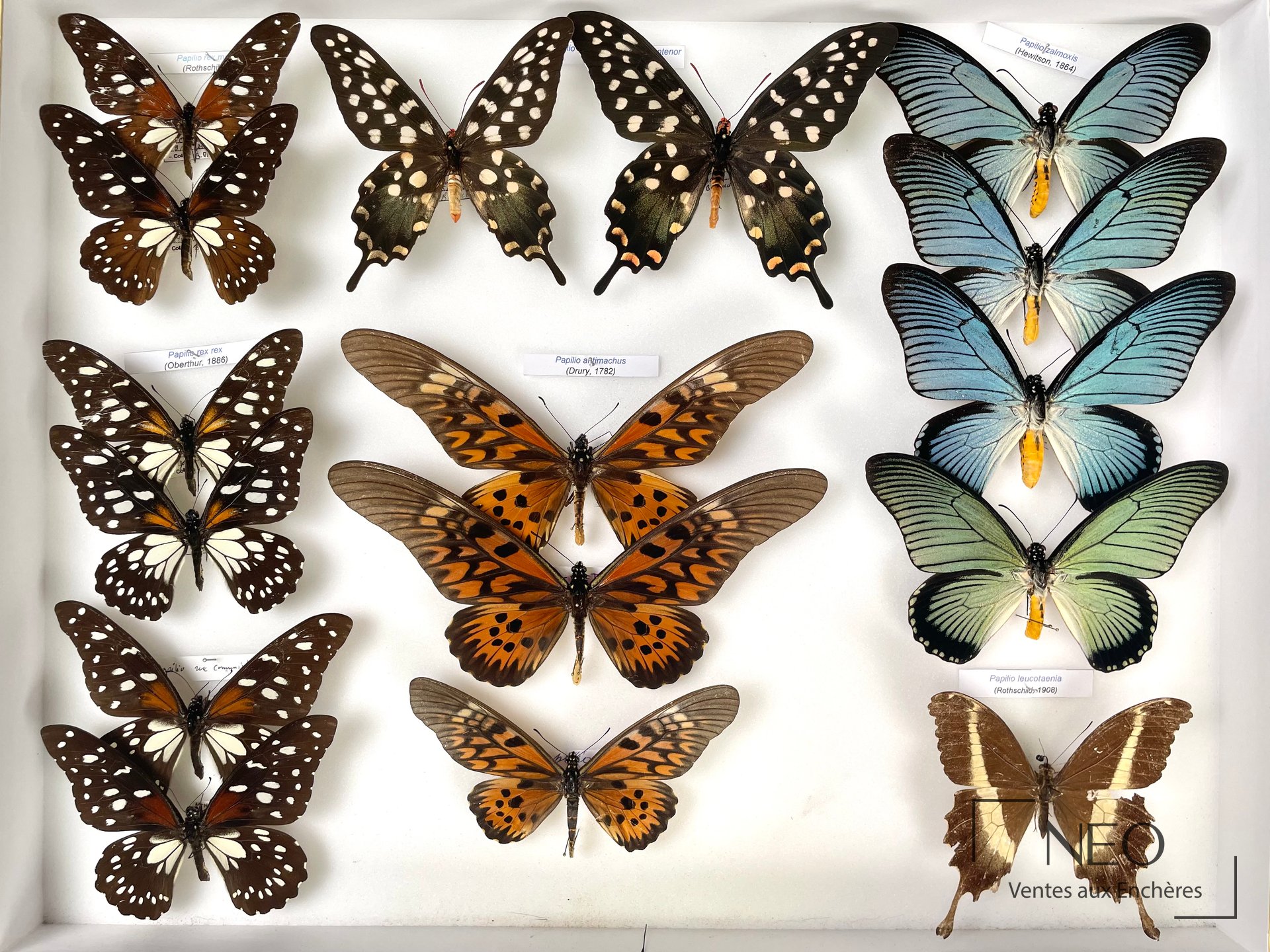Boîte d'entomologie avec plusieurs papillons africains épinglés sur fond blanc