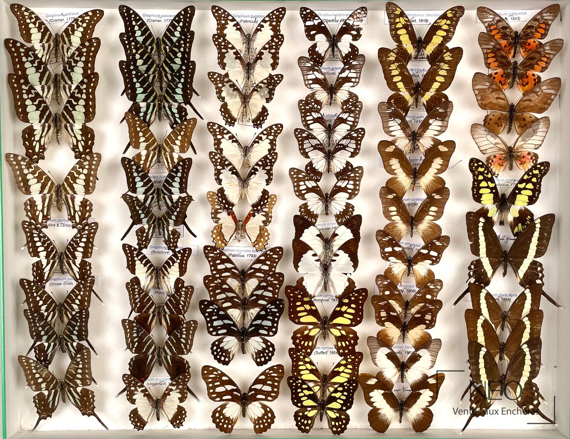 Papilionidae africains, Graphium taboranus et Papilio jacksoni, deux boîtes entomologiques