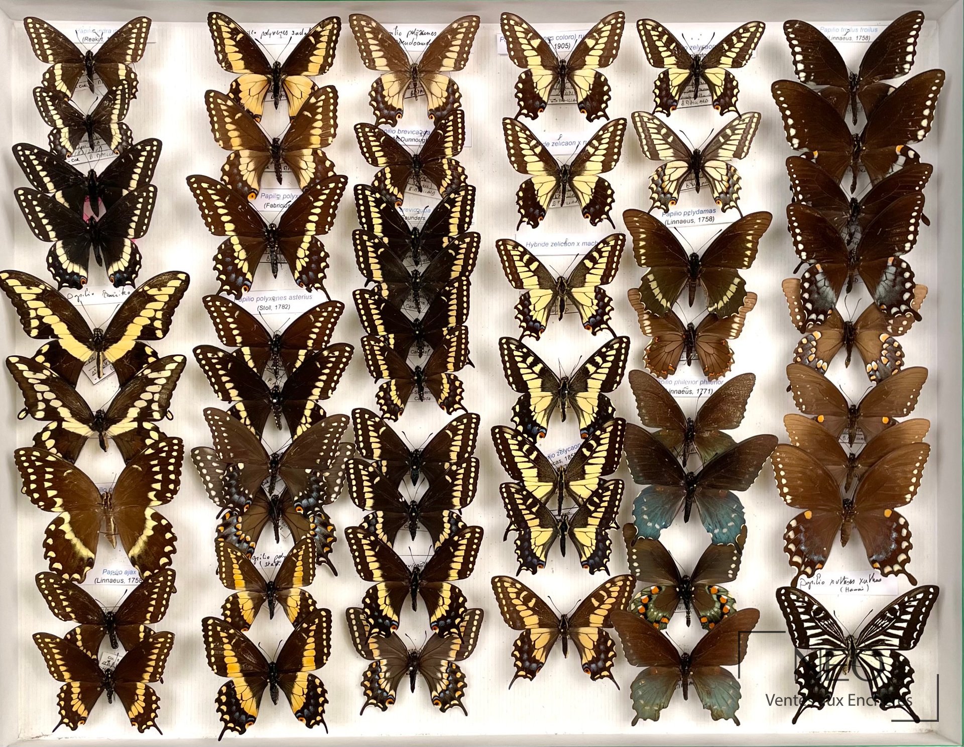 Papilionidae américains, Papilio indra et hybrides de P. zelycaon, boîte entomologique