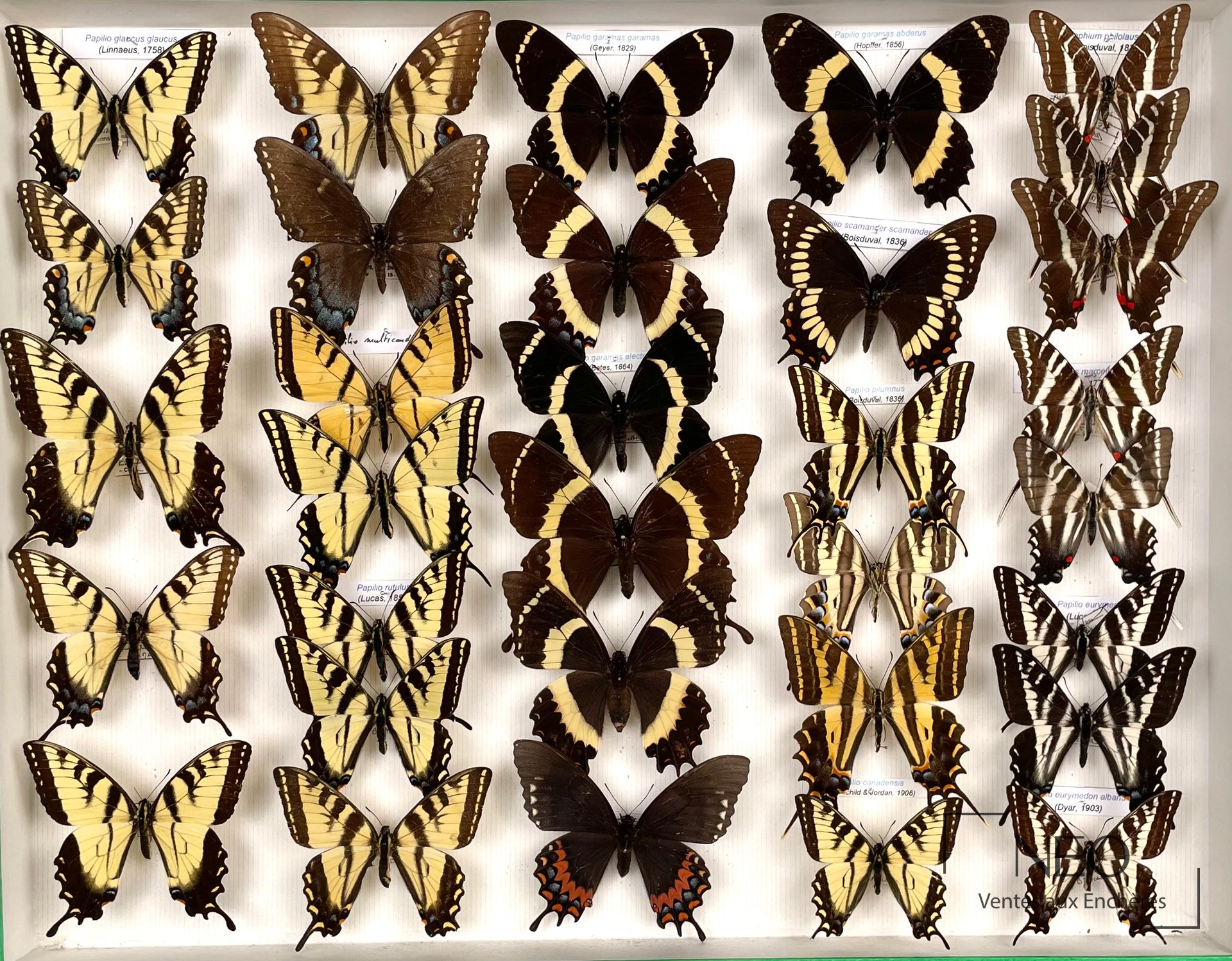 Papilionidae américains, environ 32 exemplaires, boîte 39 x 50 cm