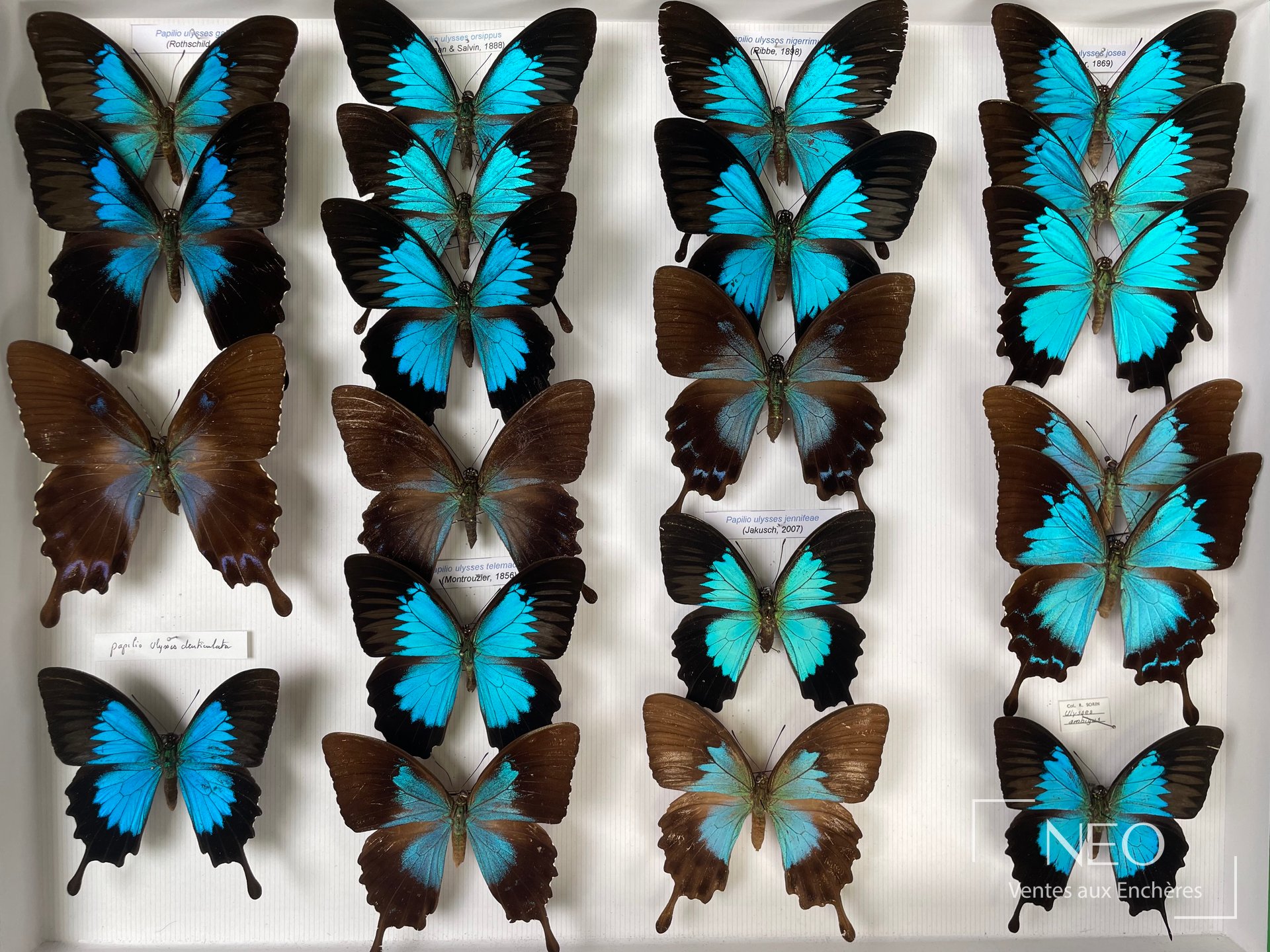 Papilionidae asiatiques, environ 21 exemplaires en boîte