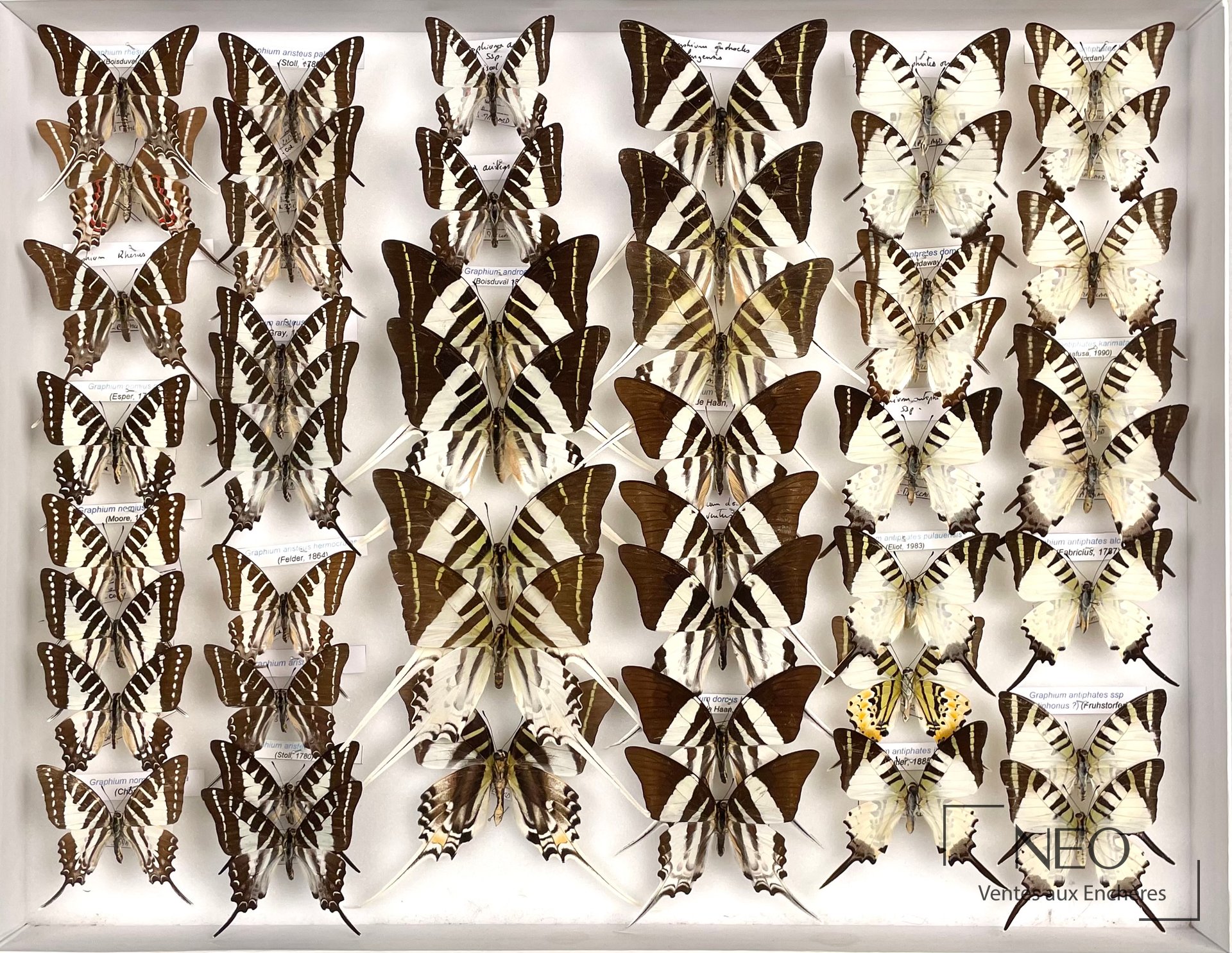 Papilionidae asiatiques, boîte entomologique de papillons, env. 49 exemplaires