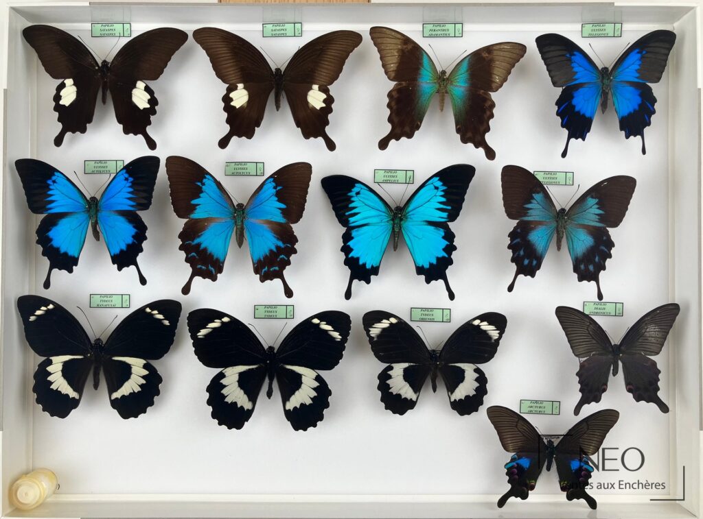 Boîte entomologique présentant plusieurs Papilionidae asiatiques alignés sur fond blanc
