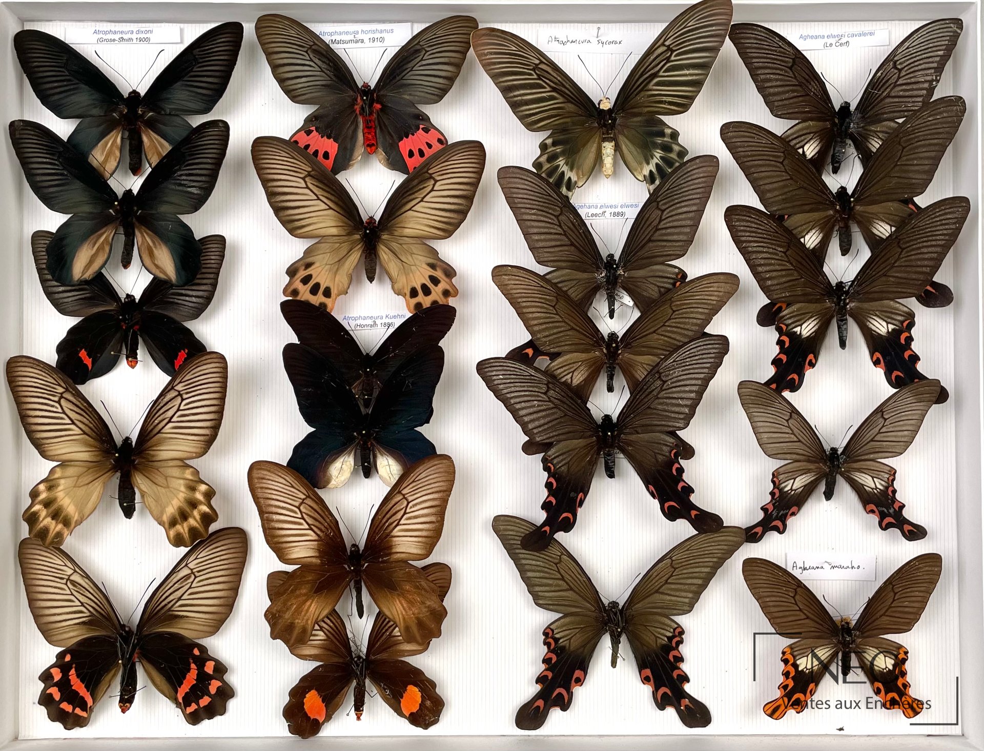 Papilionidae asiatiques, boîte de 21 exemplaires, 39 x 50 cm