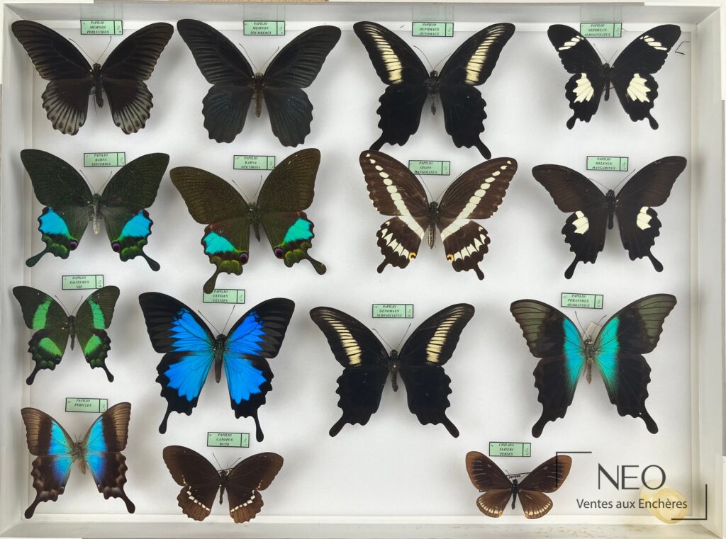Boîte entomologique de Papilionidae asiatiques avec plusieurs papillons naturalisés