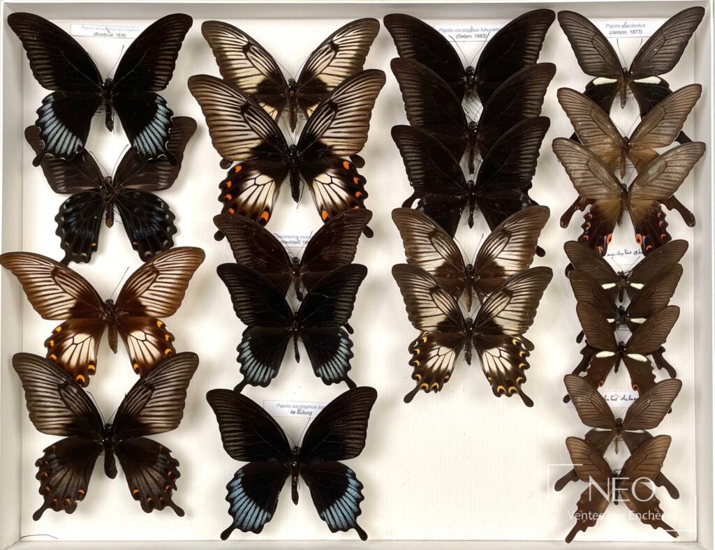Boîte de papillons naturalisés présentant plusieurs Papilio asiatiques alignés