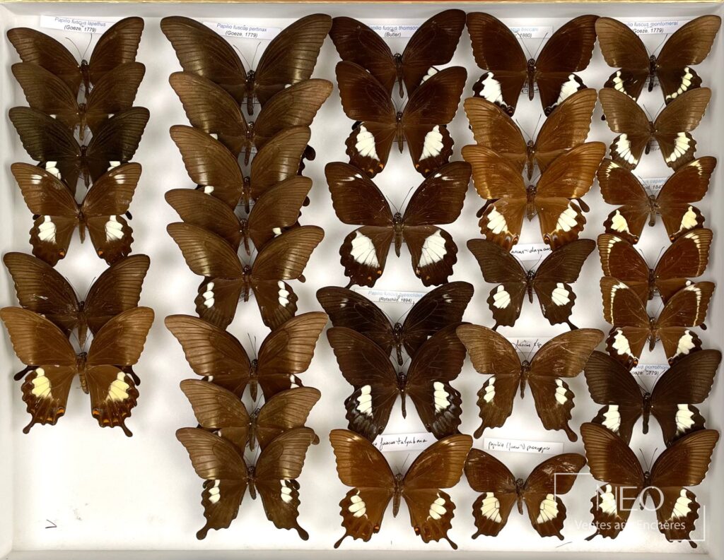 Deux boîtes de papillons naturalisés présentant de nombreux Papilionidae bruns aux ailes déployées