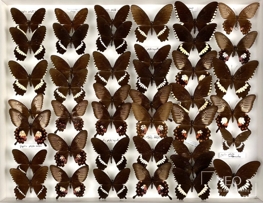 Ensemble de papillons naturalisés bruns et blancs présentés en boîte
