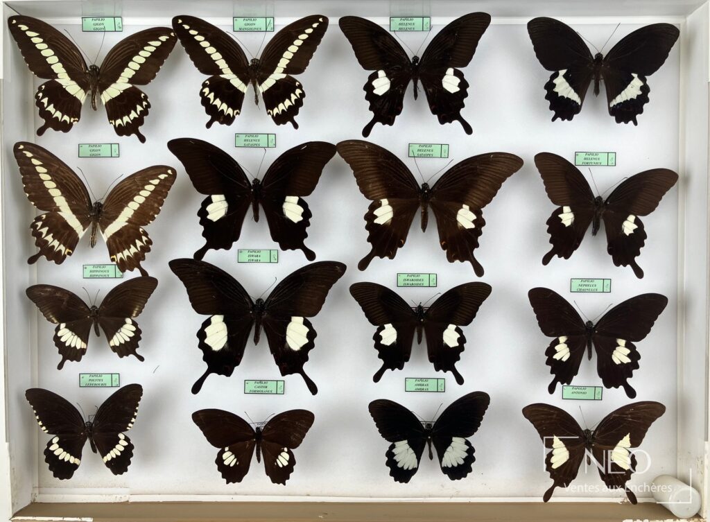 Boîte entomologique de papillons asiatiques sous verre