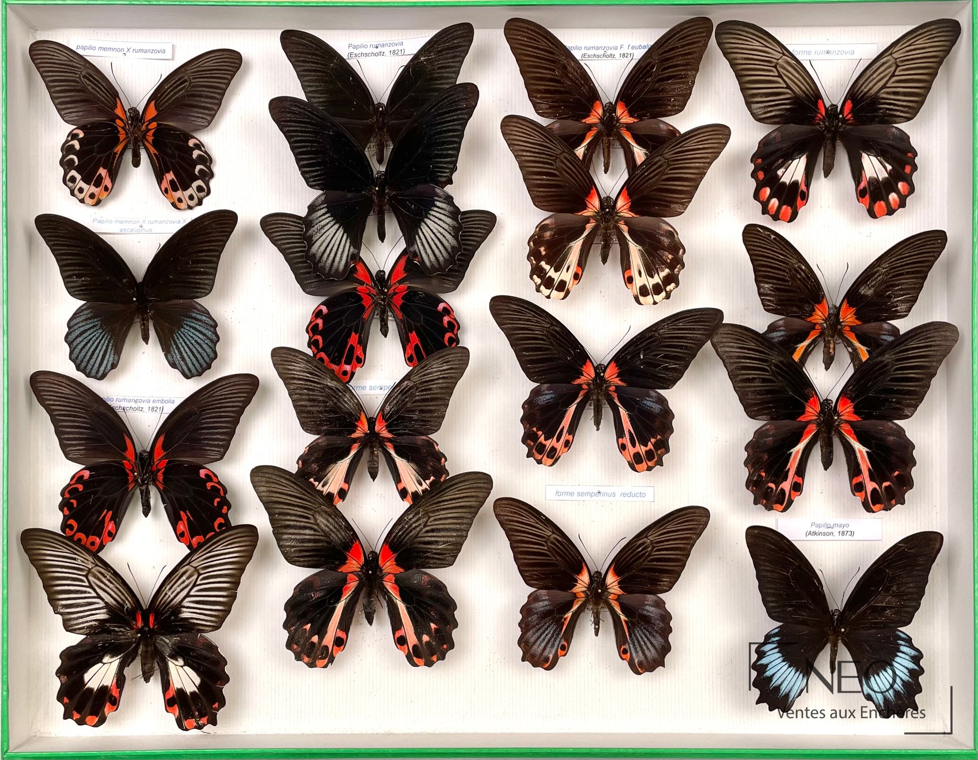 Papilionidae asiatiques, lot de 17 spécimens en boîte
