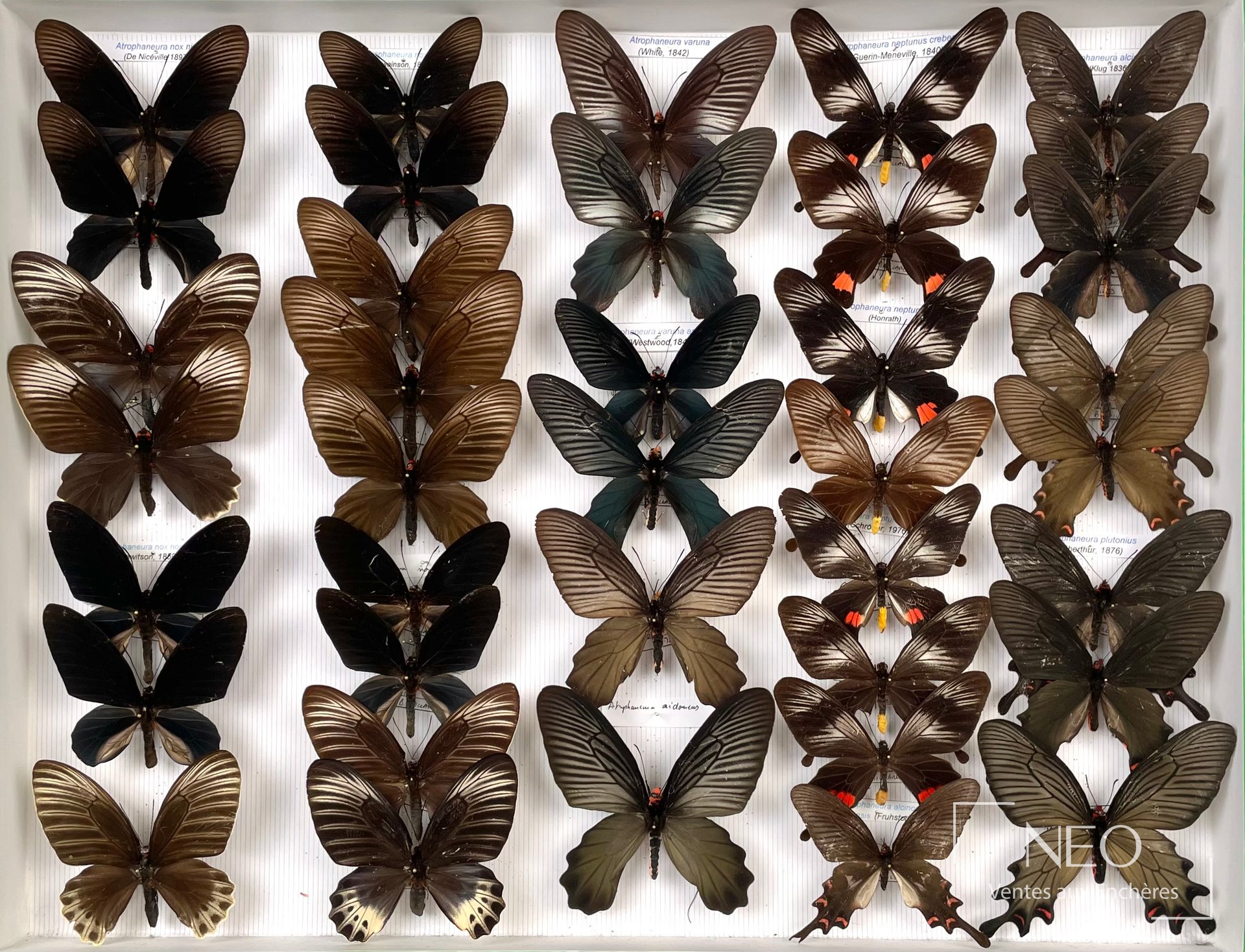 Papilionidae asiatiques, série d’exemplaires en boîte