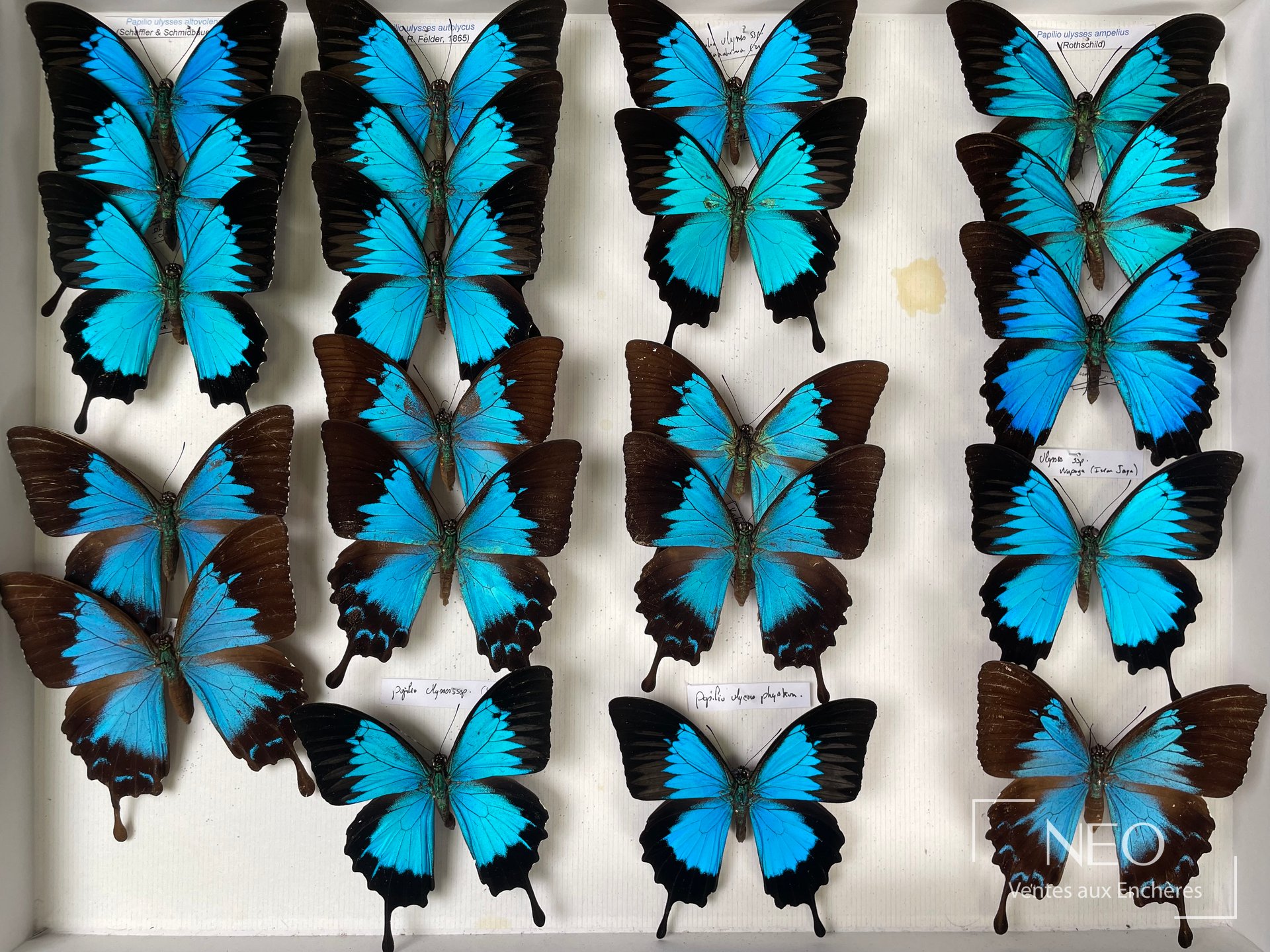 Papilionidae asiatiques, environ quarante exemplaires, deux boîtes