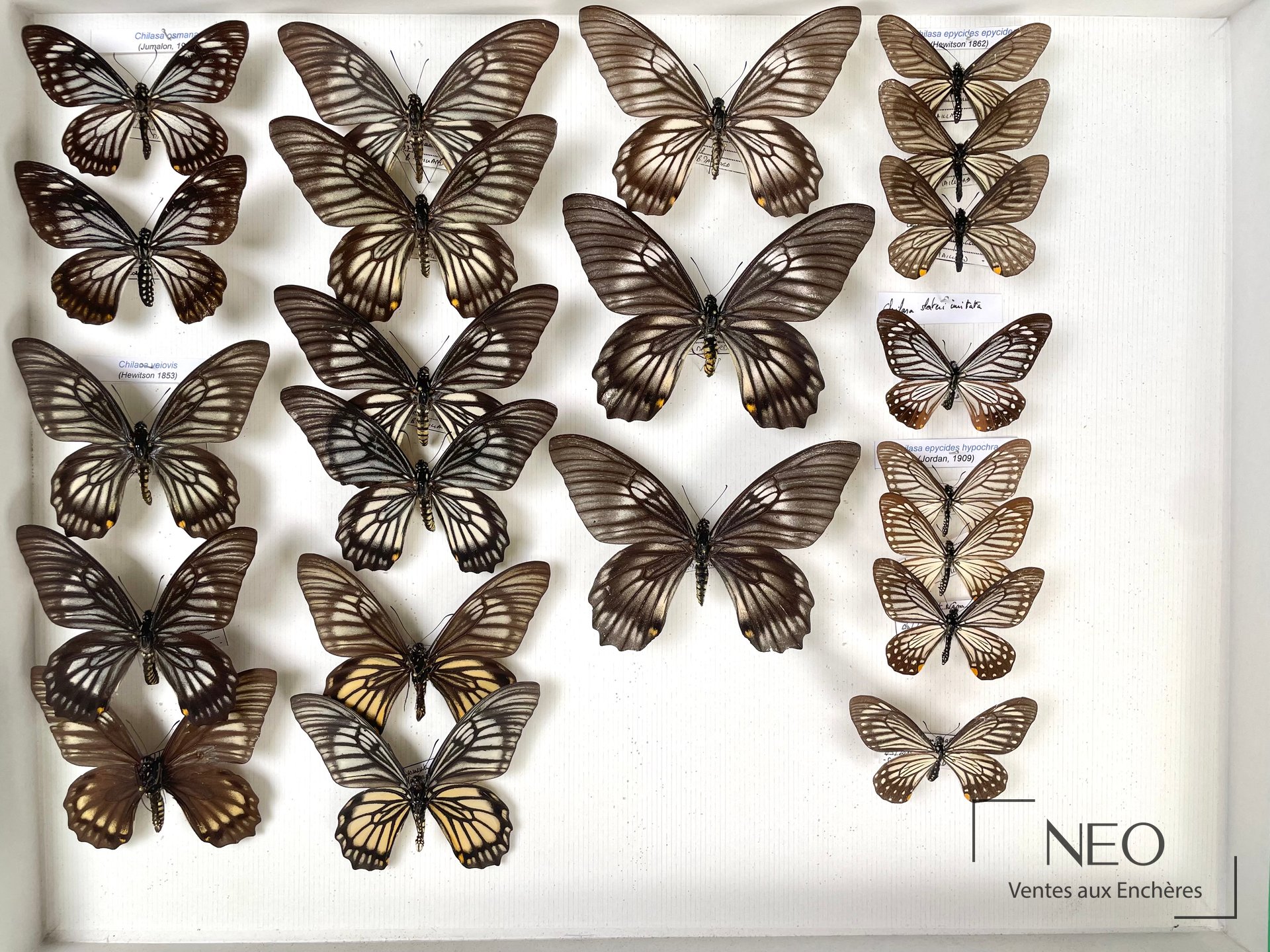 Papilionidae asiatiques, collection d’environ 22 exemplaires en boîte 39 x 50 cm