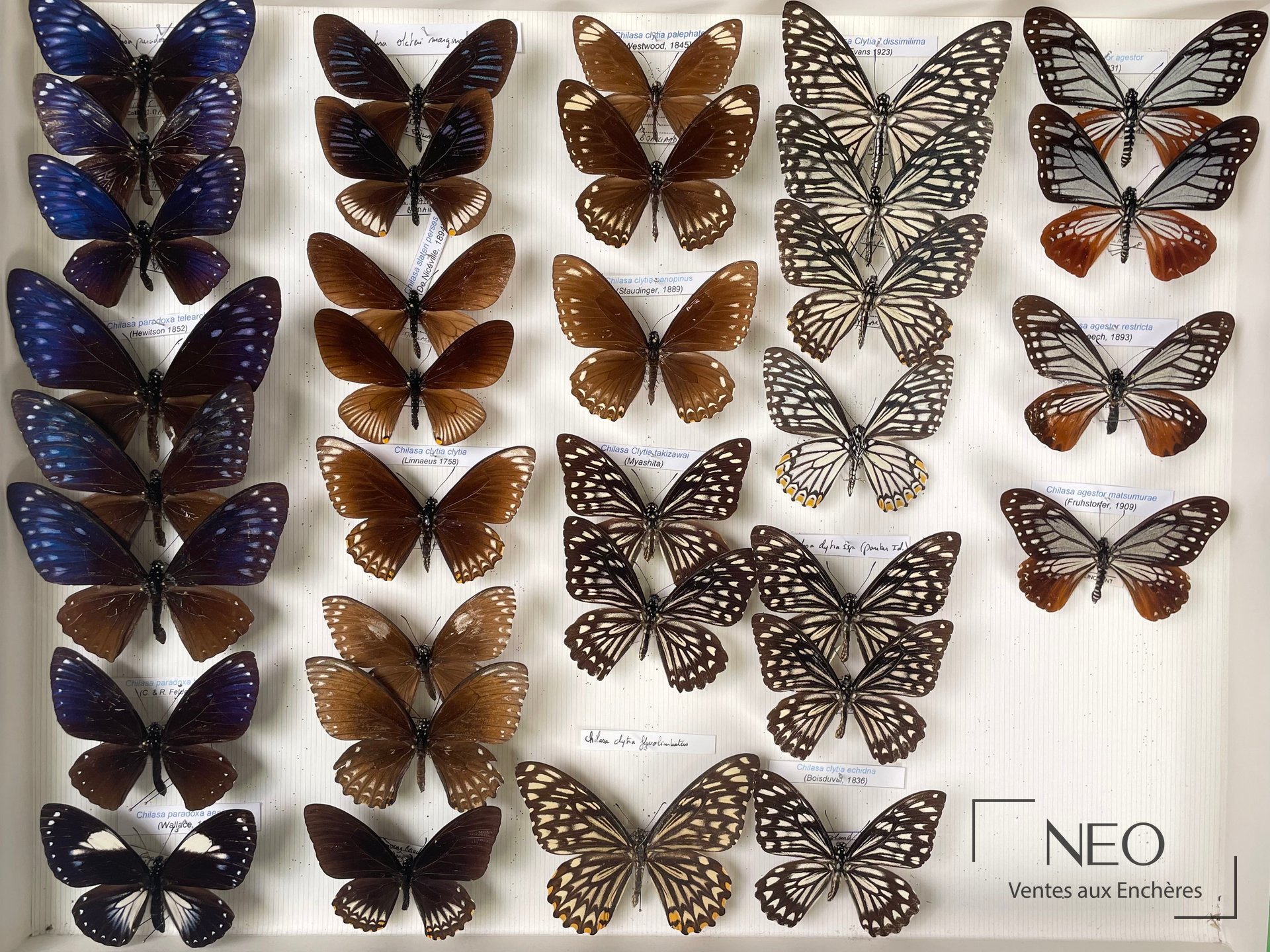 Papilionidae asiatiques, boîte entomologique de papillons, env. 33 exemplaires