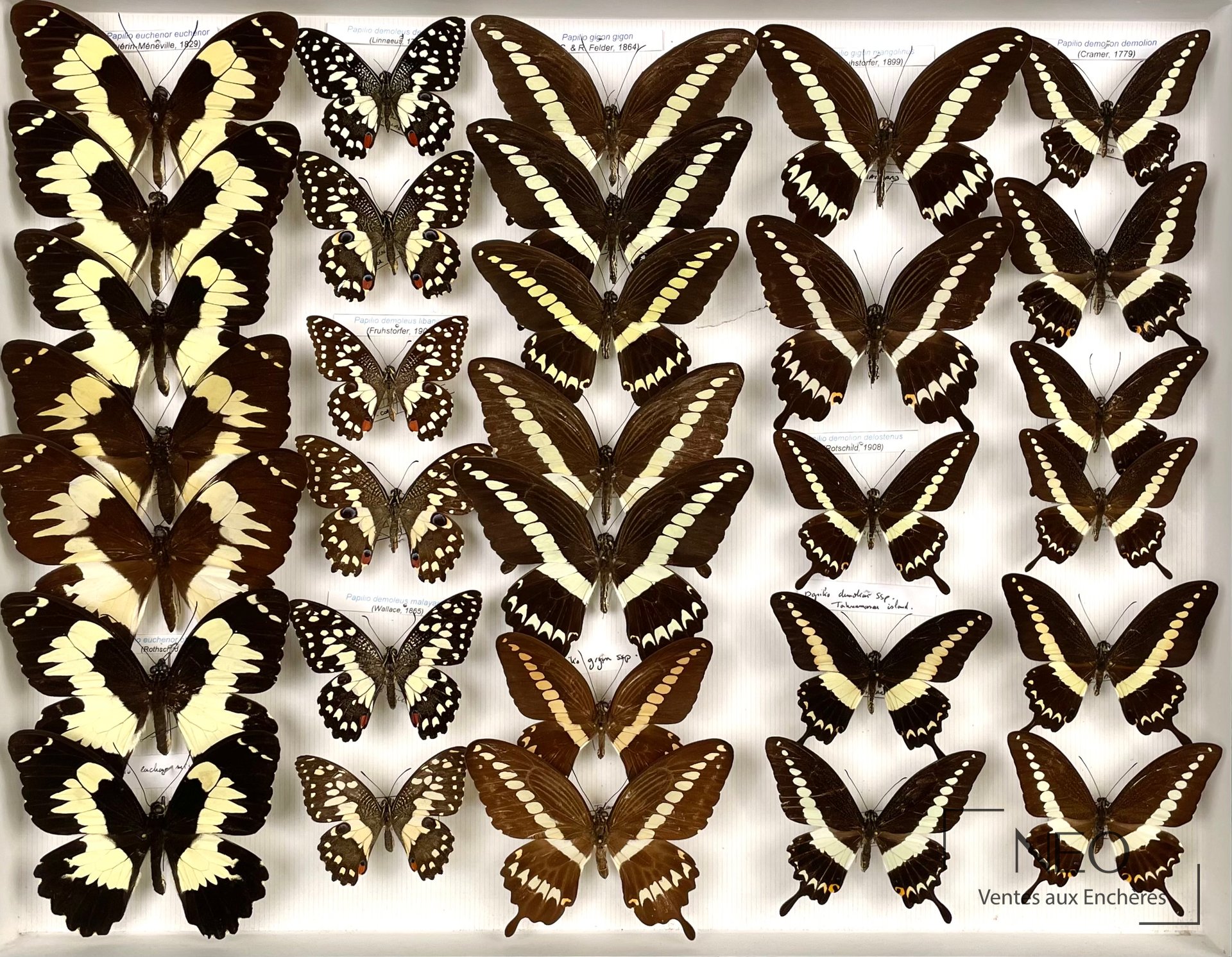 Papilionidae asiatiques, env. 69 exemplaires en deux boîtes