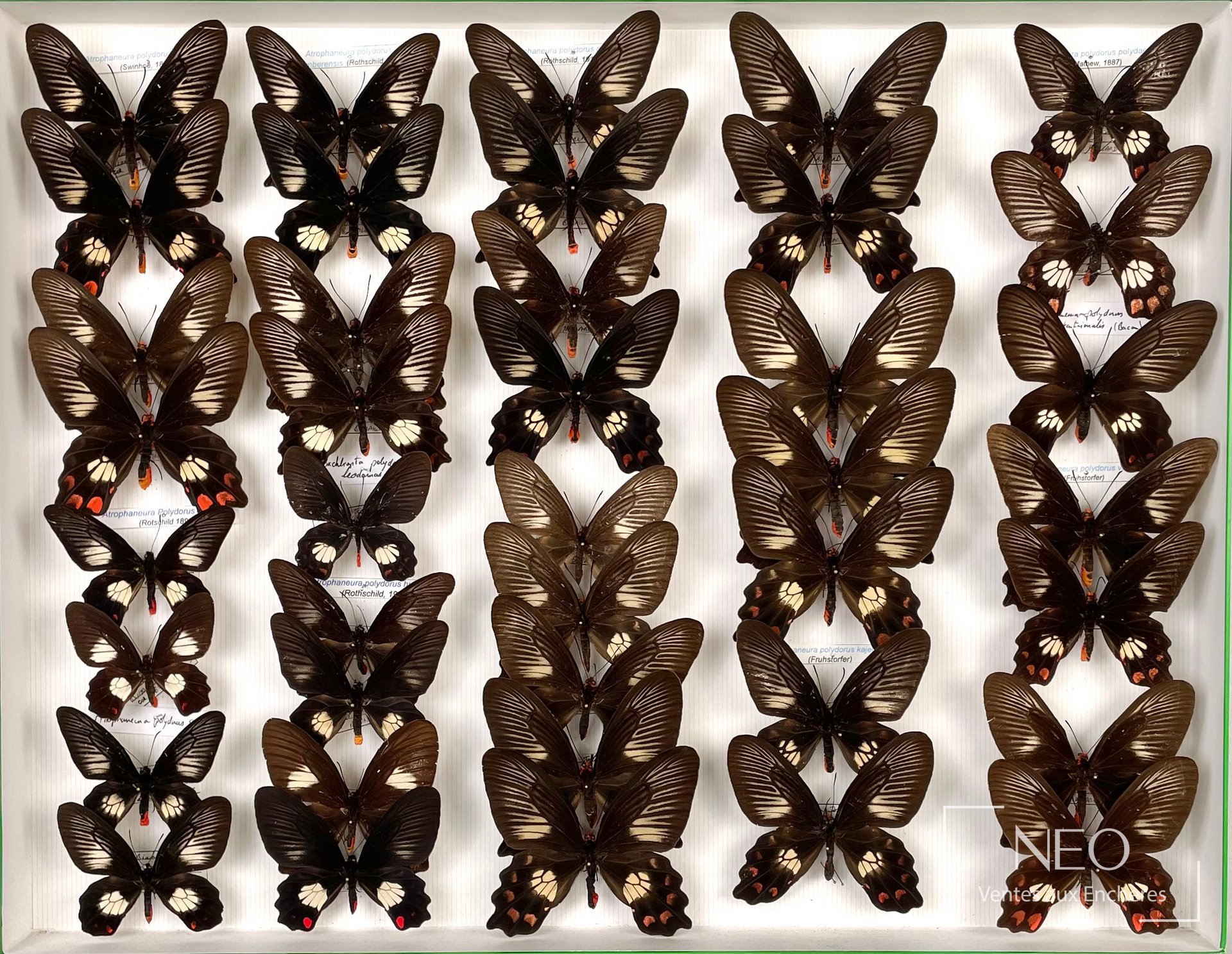 Papilionidae asiatiques et Atrophaneura polydorus, environ 40 exemplaires