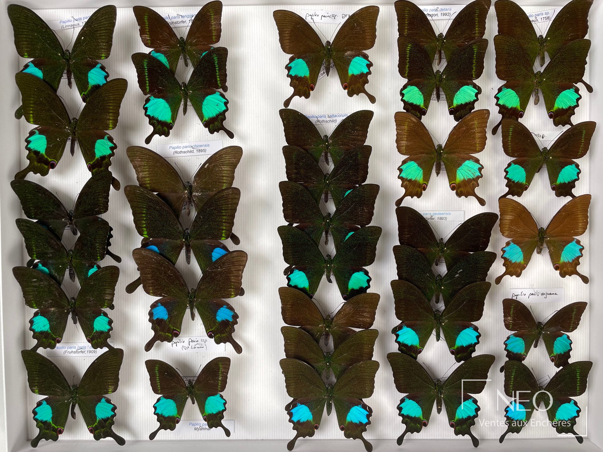 Papilionidae asiatiques, env. 59 exemplaires, deux boîtes 39 x 50 cm