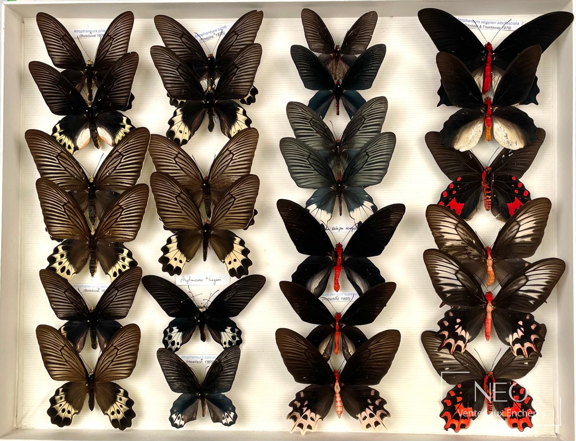 Papilionidae asiatiques, ensemble d’environ 74 exemplaires, deux boîtes