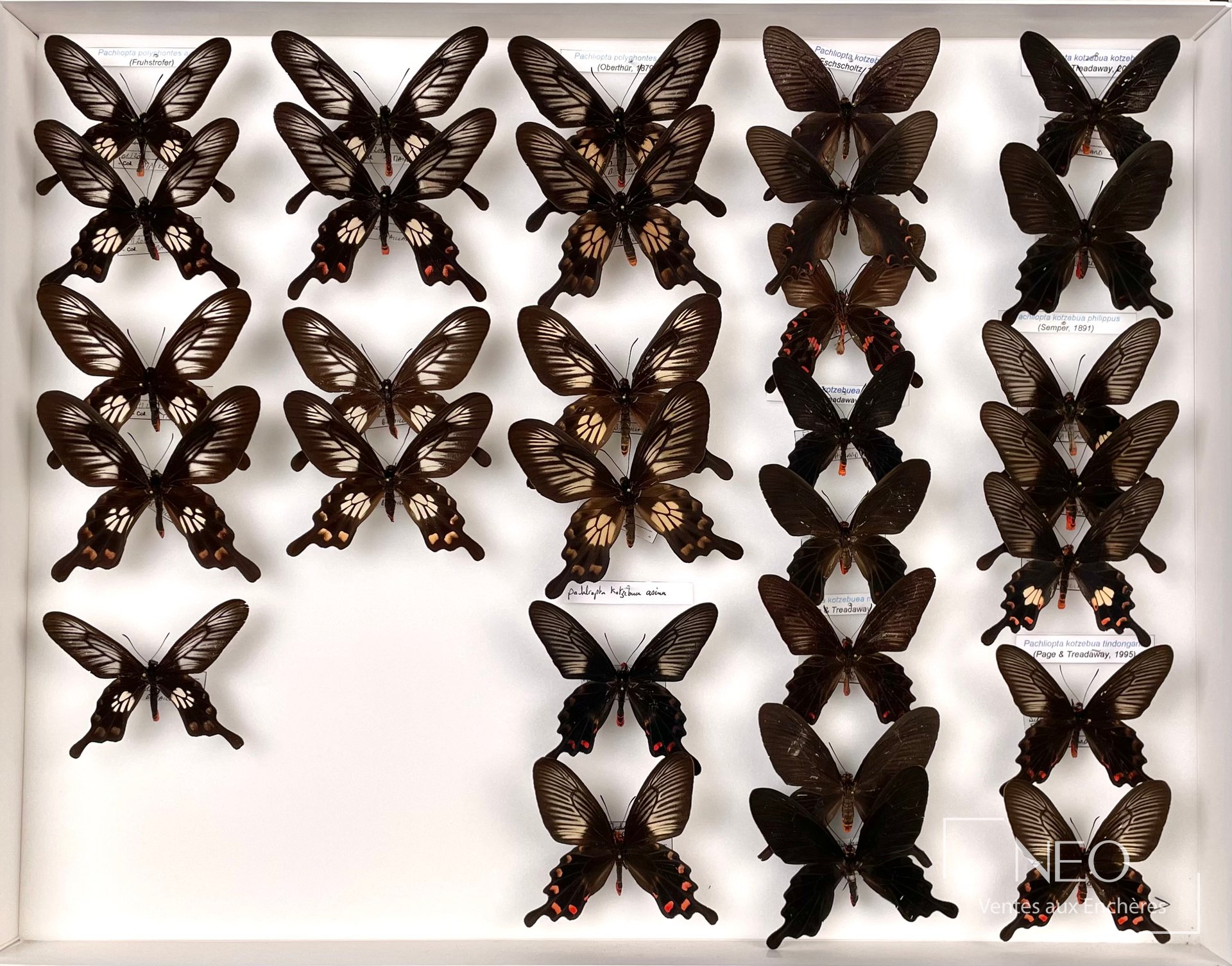 Papilionidae asiatiques, environ 57 exemplaires, deux boîtes 39 x 50 cm