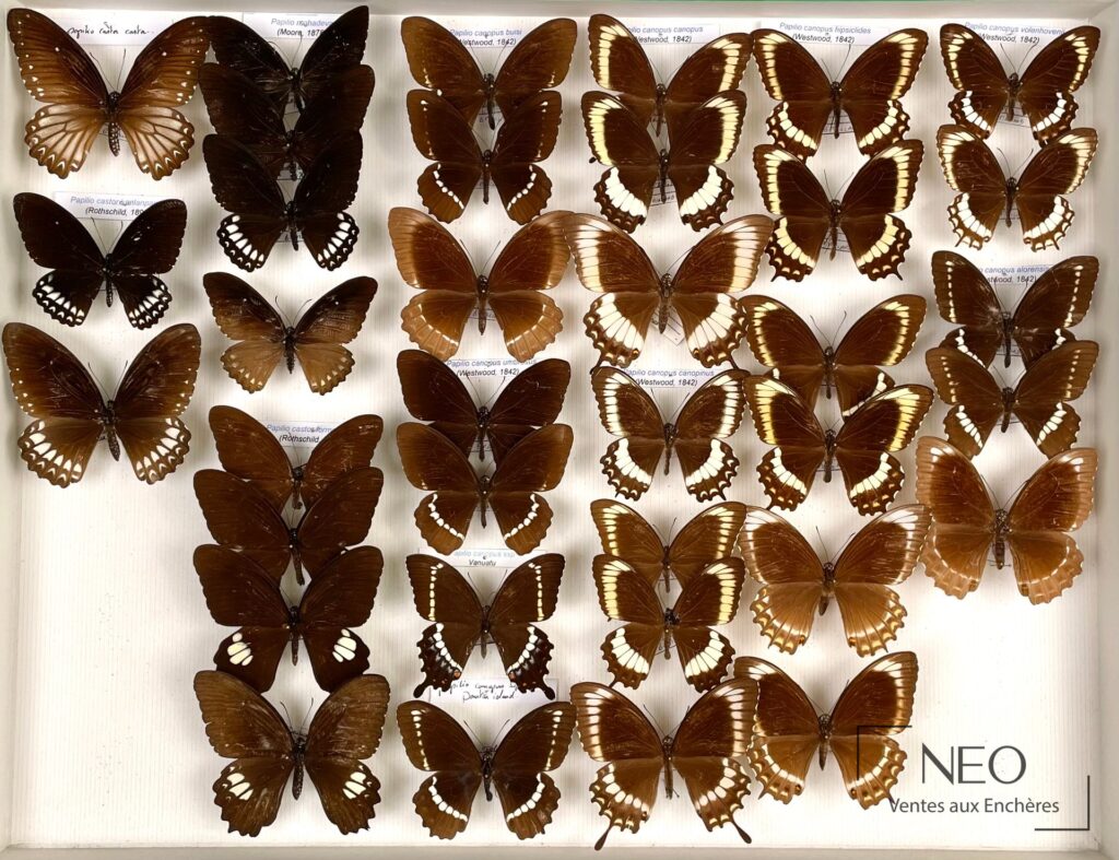 Boîte entomologique de Papilionidae asiatiques avec plusieurs papillons montés