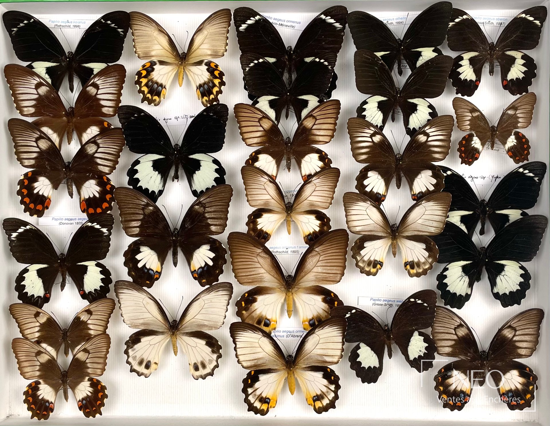 Papilionidae asiatiques, ensemble de papillons naturalisés en deux boîtes