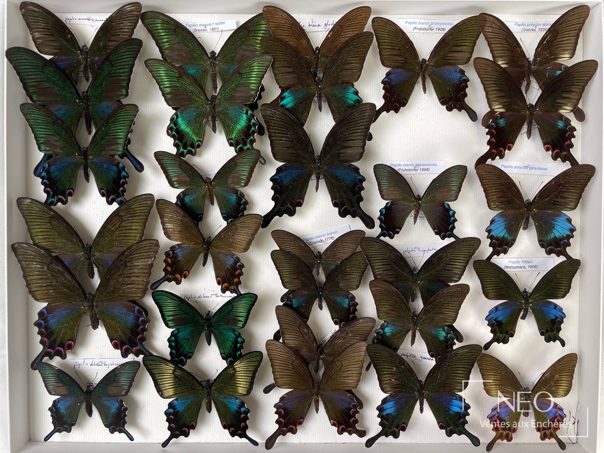 Papilionidae asiatiques, env. 29 exemplaires en boîte 39 x 50 cm