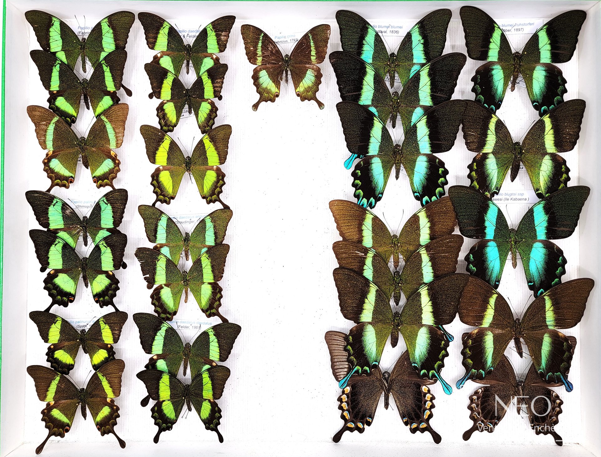 Papilionidae asiatiques, Papilio peranthus adamantius et P. crino, deux boîtes entomologiques