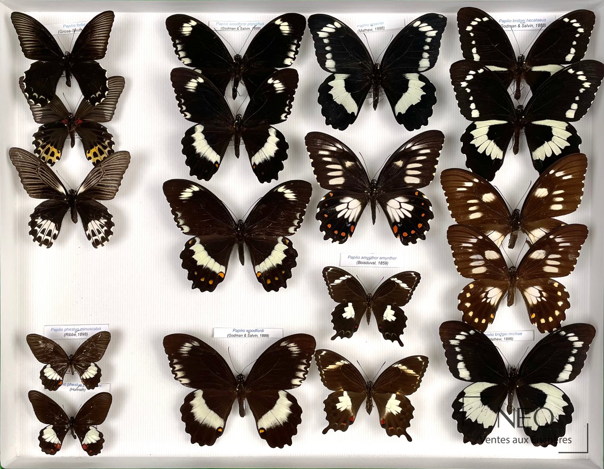 Papilionidae asiatiques, boîte de 18 exemplaires