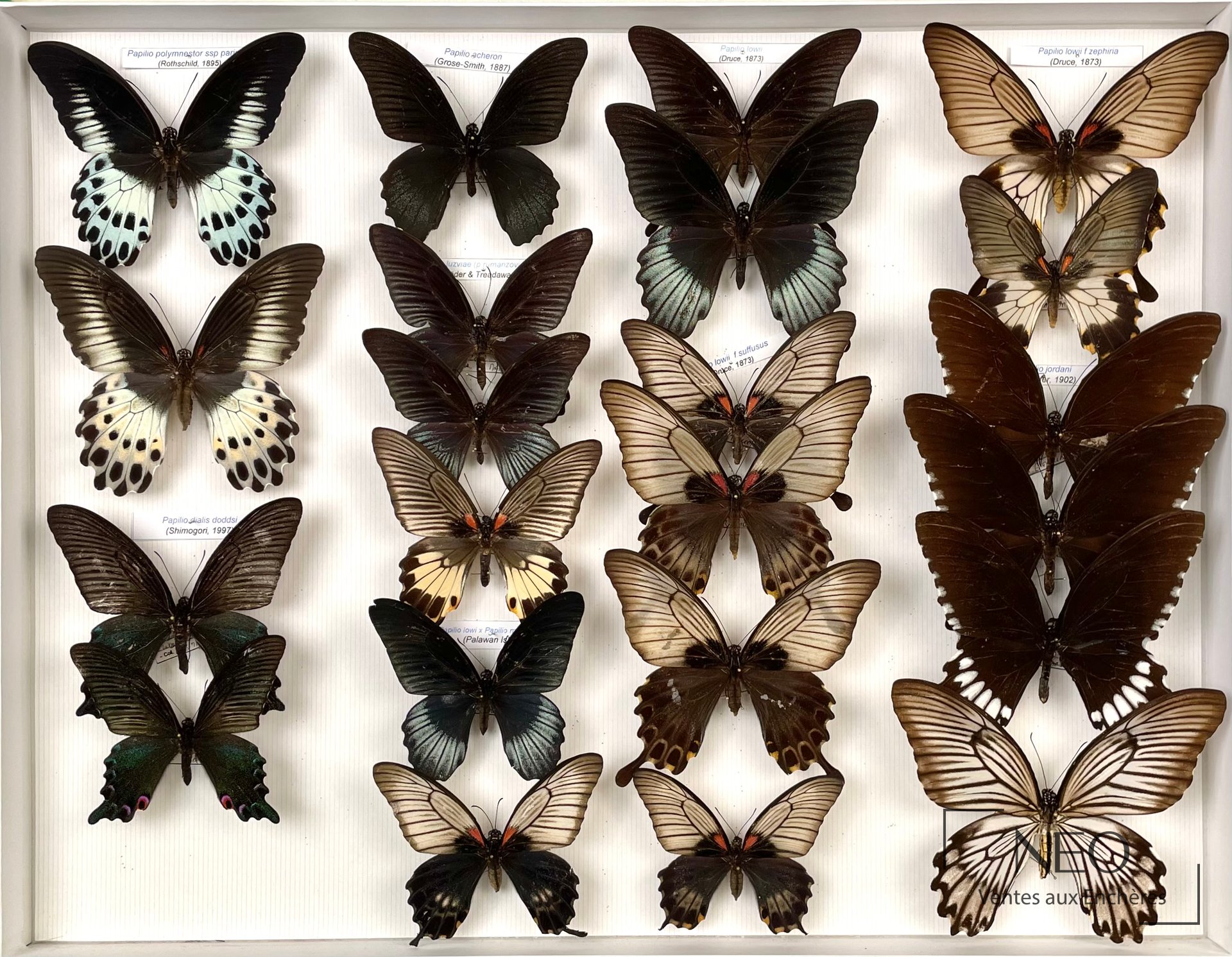 Papilionidae asiatiques, env. 22 exemplaires, dans une boîte 39 x 50 cm