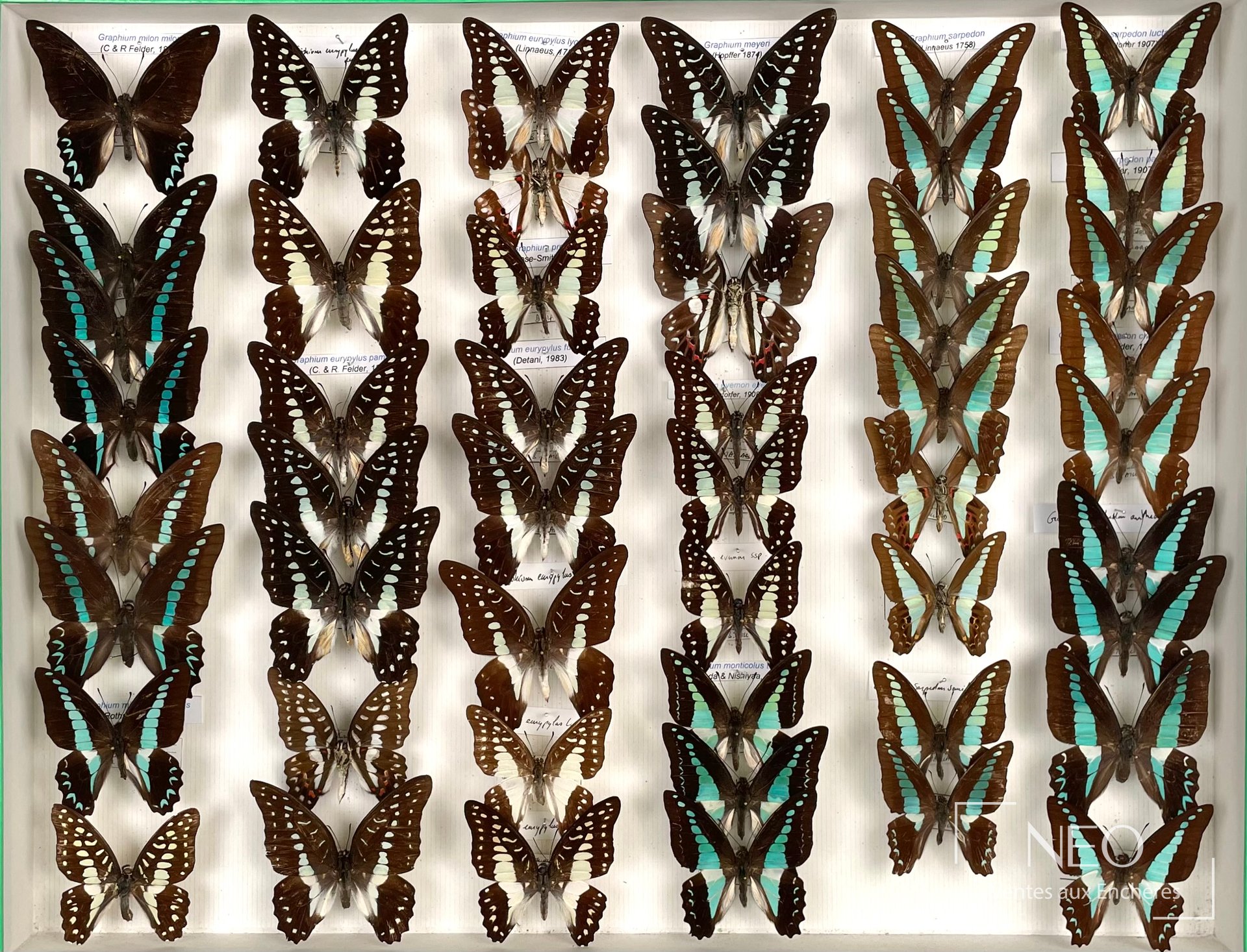 Papilionidae asiatiques, belle aberration de Graphium milon, env. 87 exs.