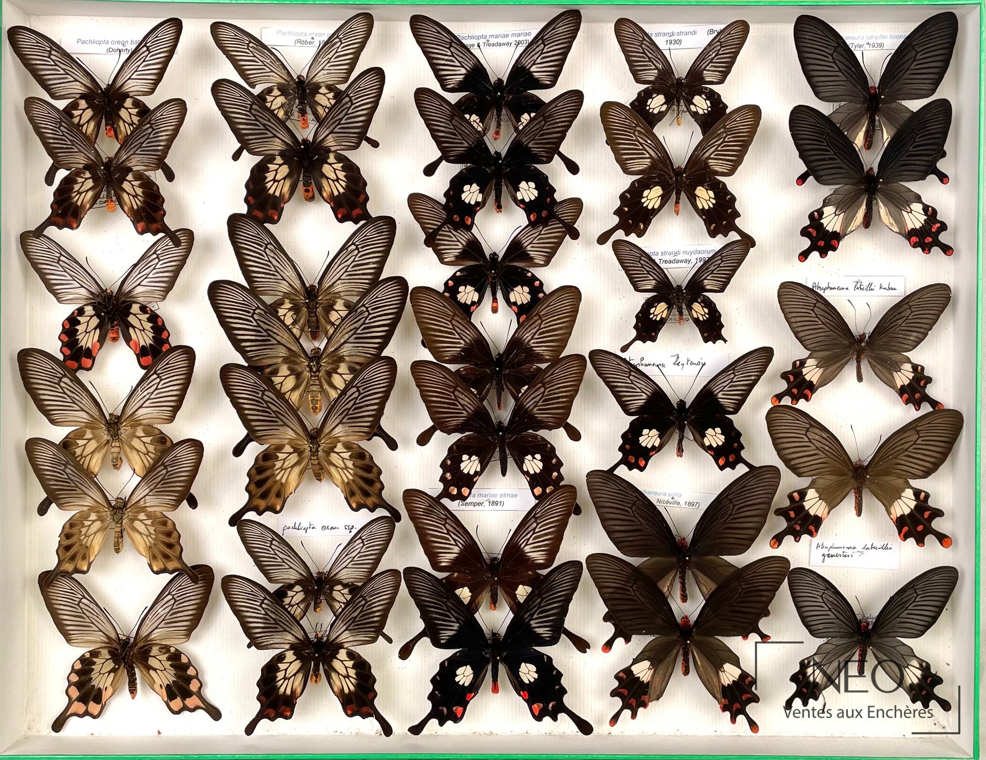 Papilionidae asiatiques, 31 exemplaires en boîte