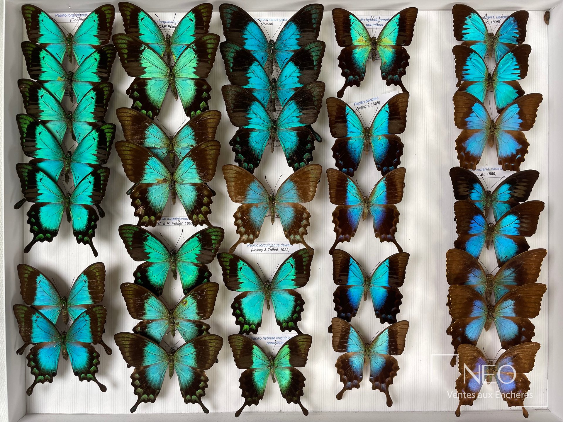Papilionidae asiatiques, env. 33 exemplaires, boîte 39 x 50 cm