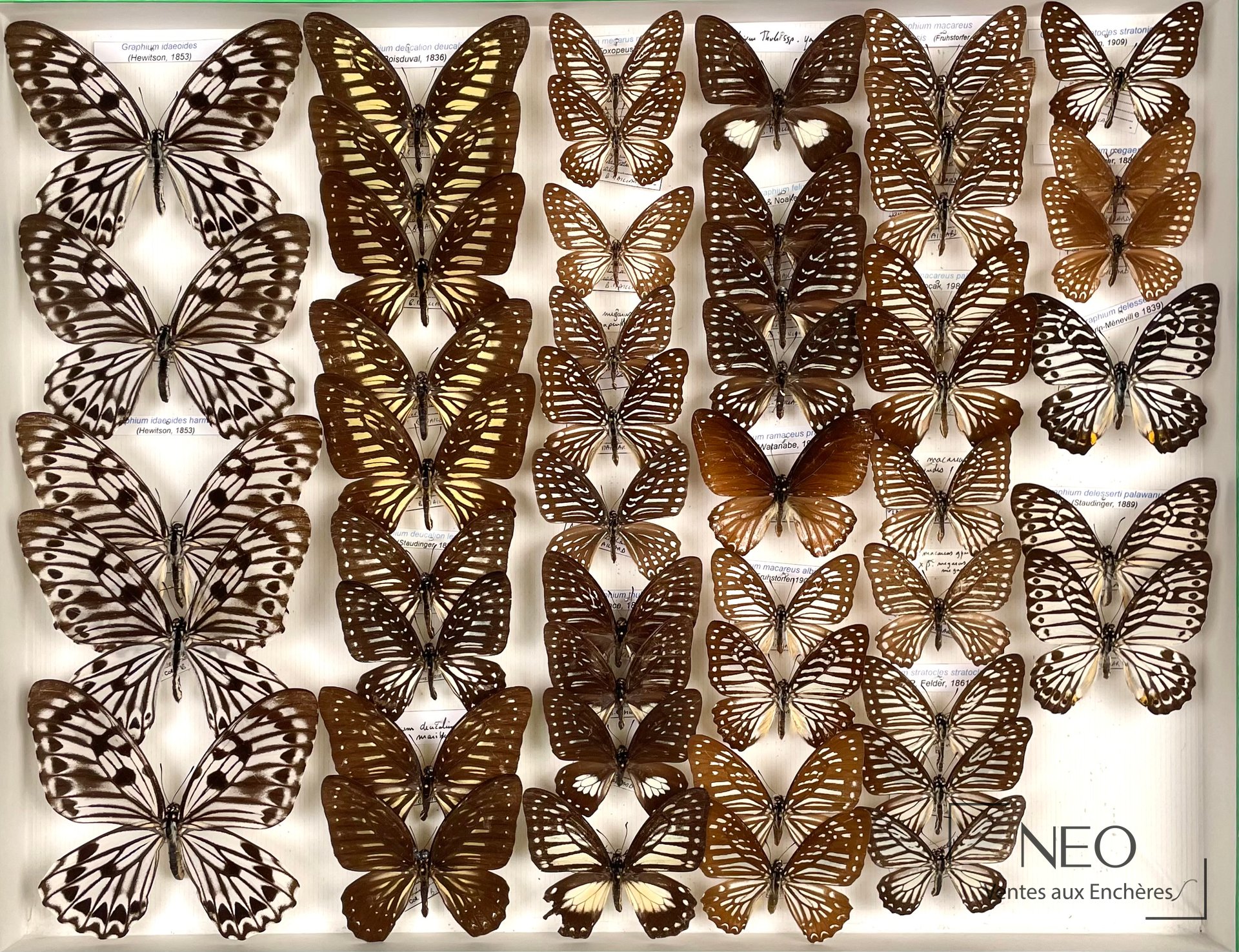 Papilionidae asiatiques Graphium idaeoides et G. megarus ssp, cadre entomologique