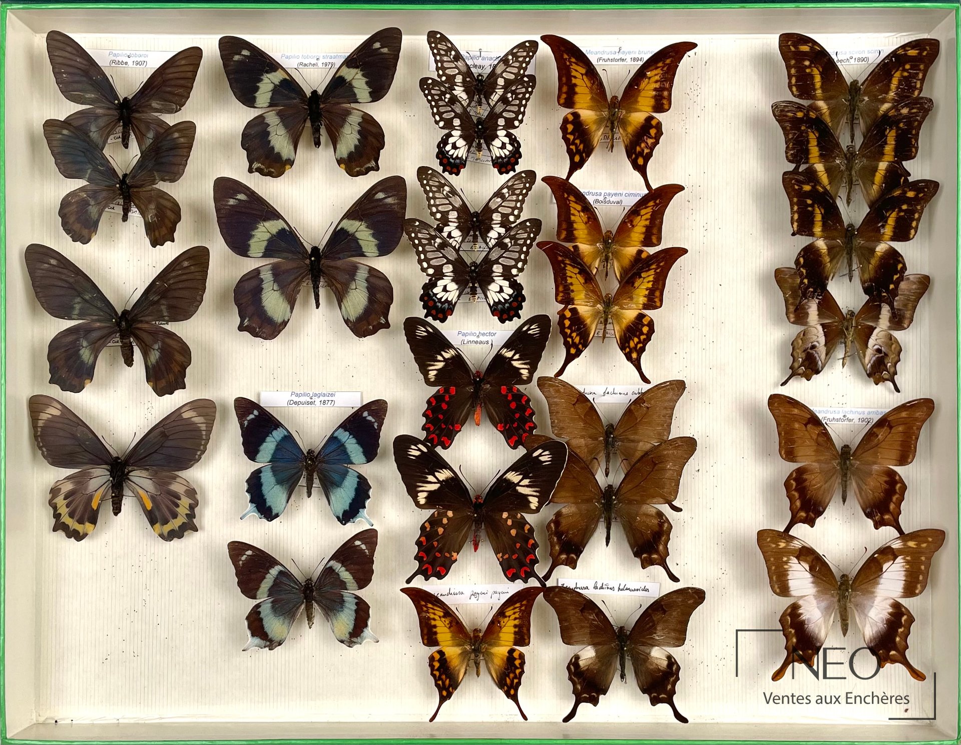 Papilionidae asiatiques, boîte d&rsquo;entomologie, env. 27 exemplaires
