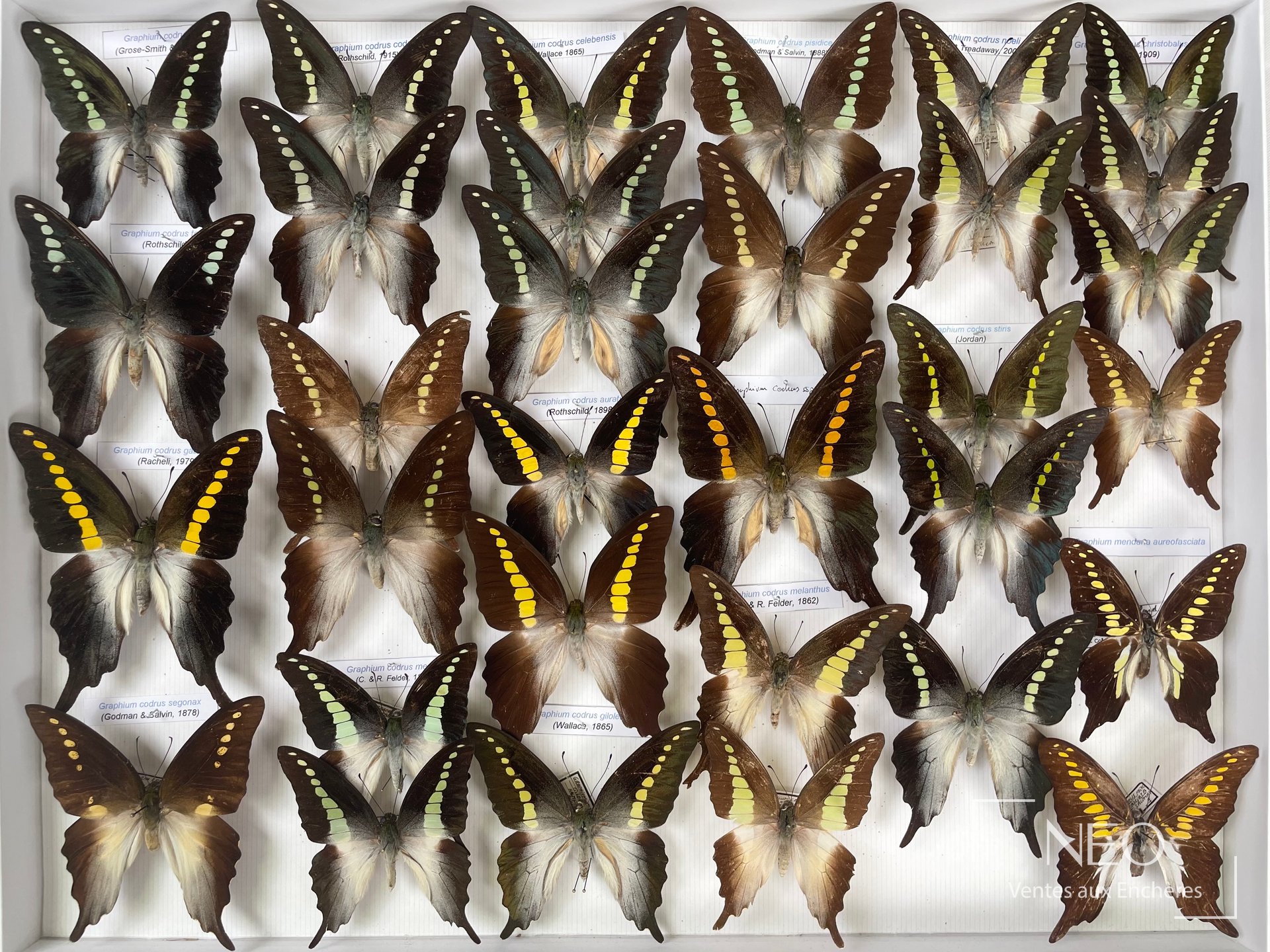 Papilionidae asiatiques Graphium codrus, boîte entomologique
