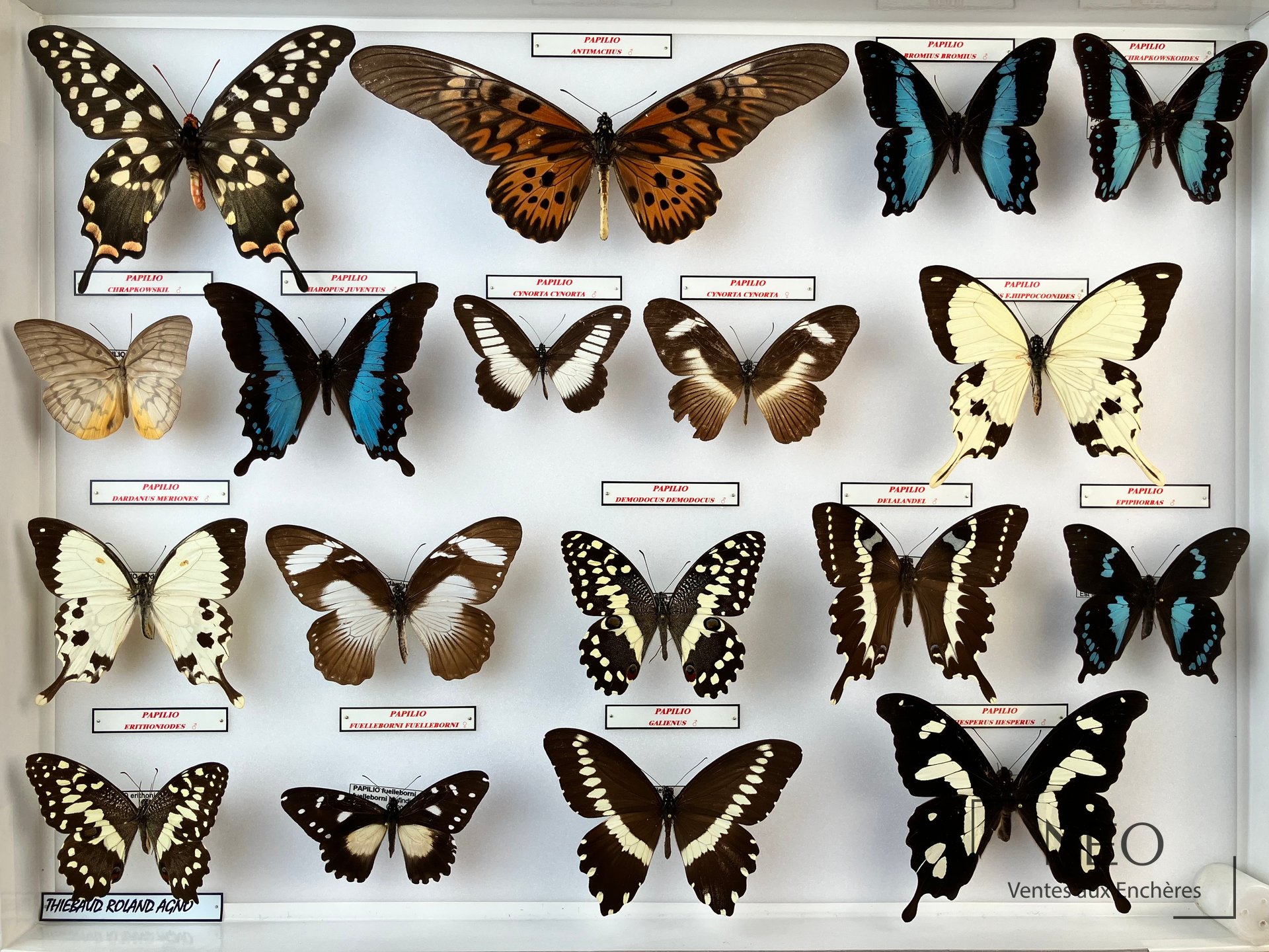 Papilionidae divers d’Afrique, trois boîtes entomologiques